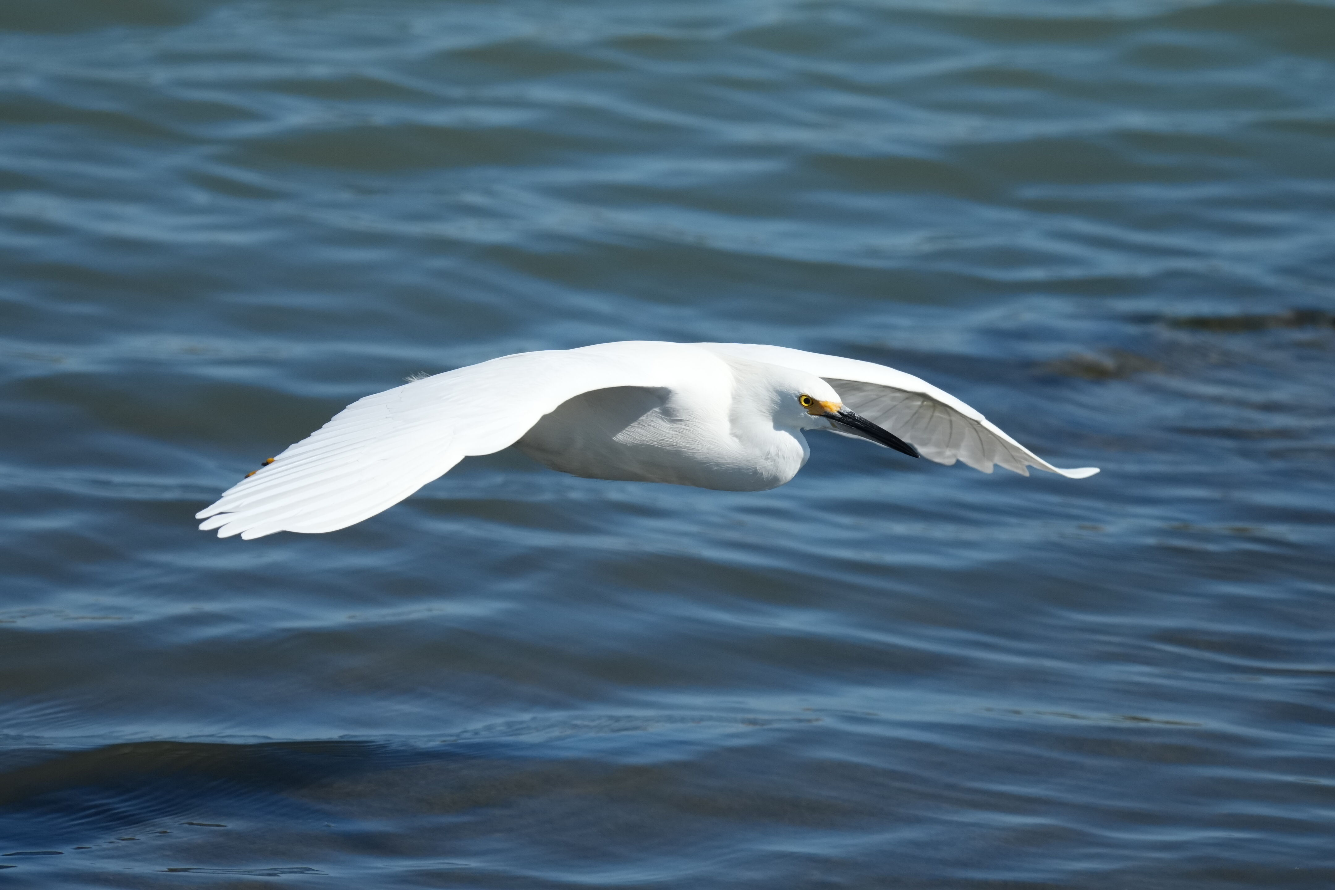 Redwood Shores Loop Trail