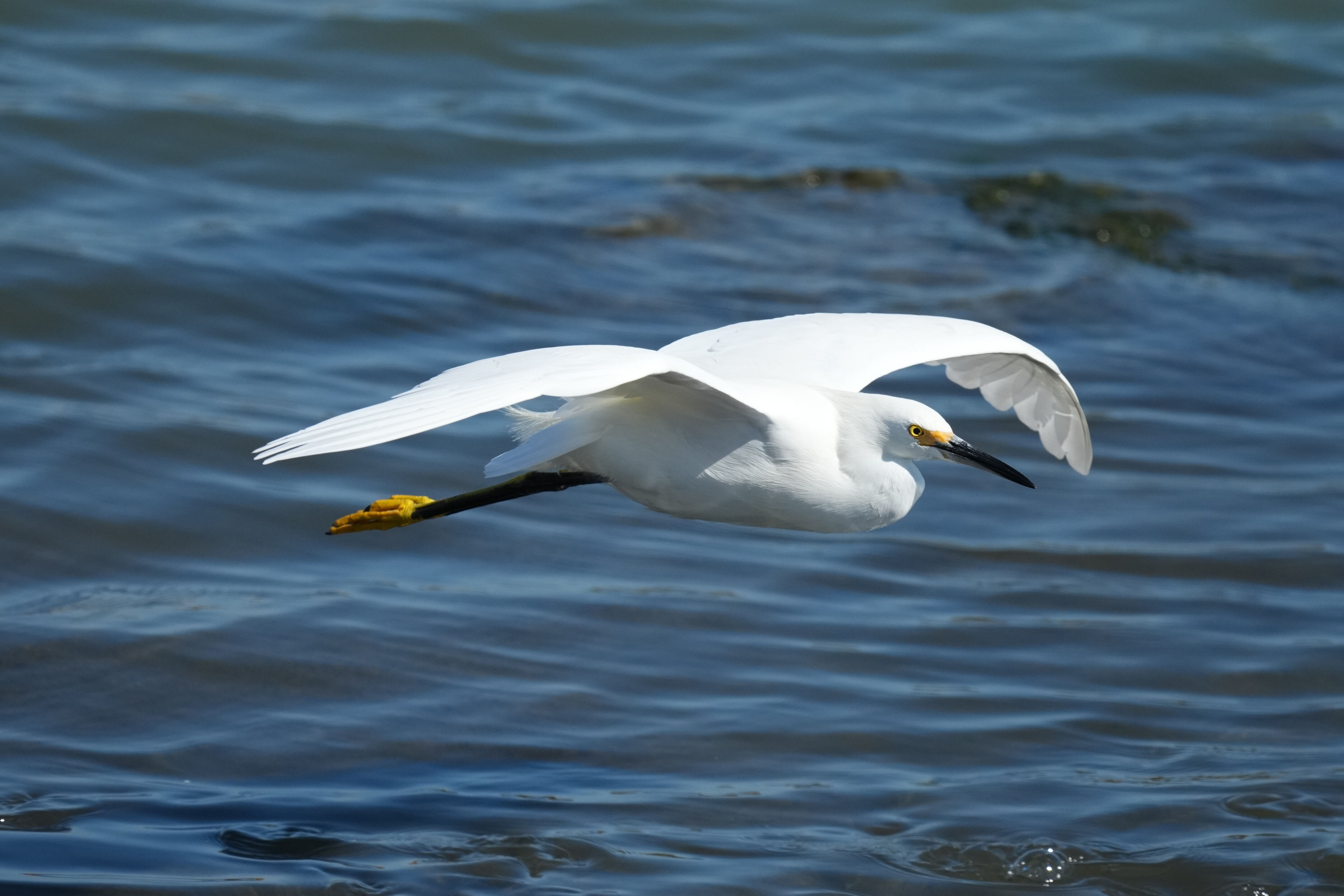 Redwood Shores Loop Trail