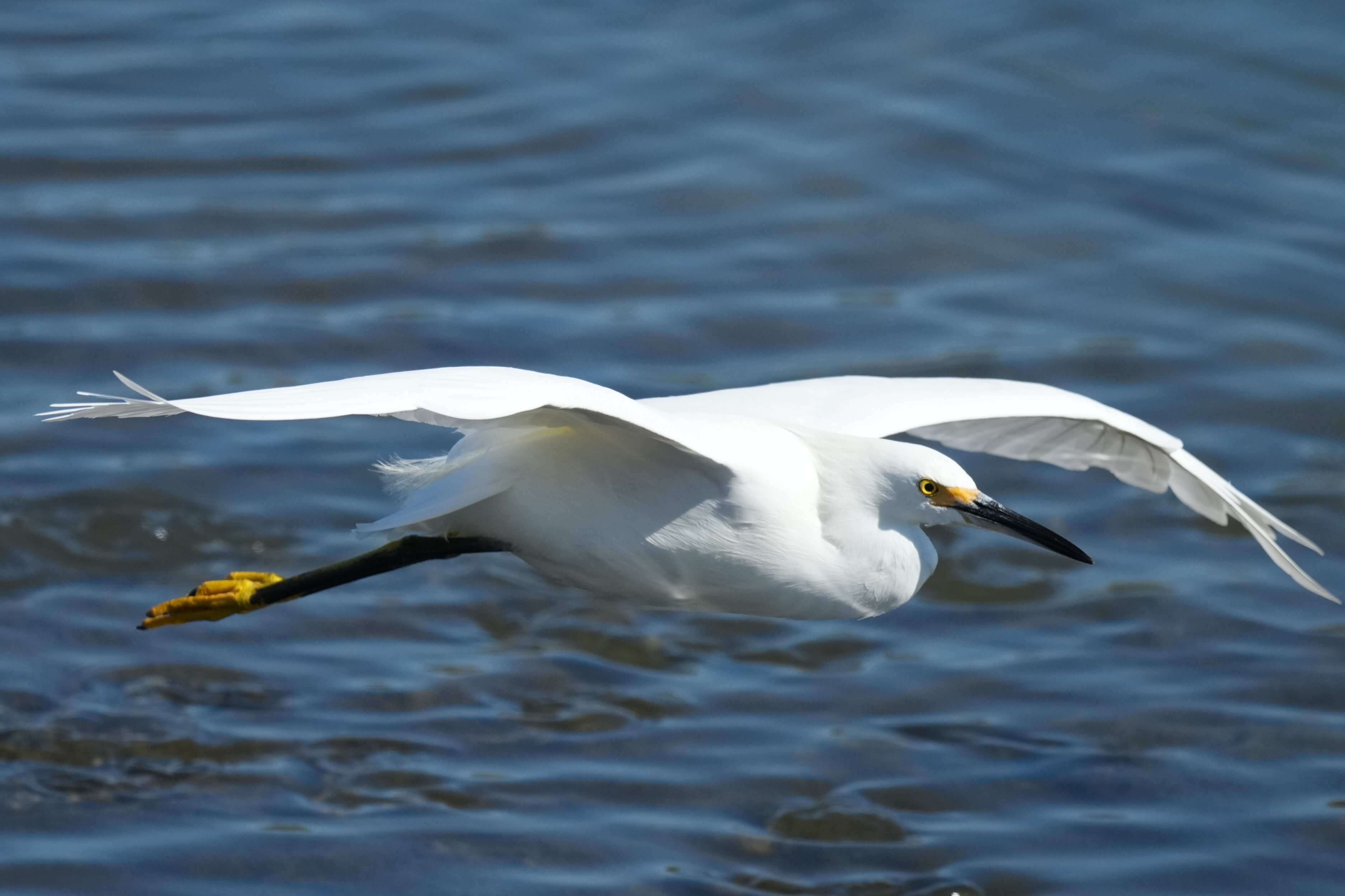 Redwood Shores Loop Trail