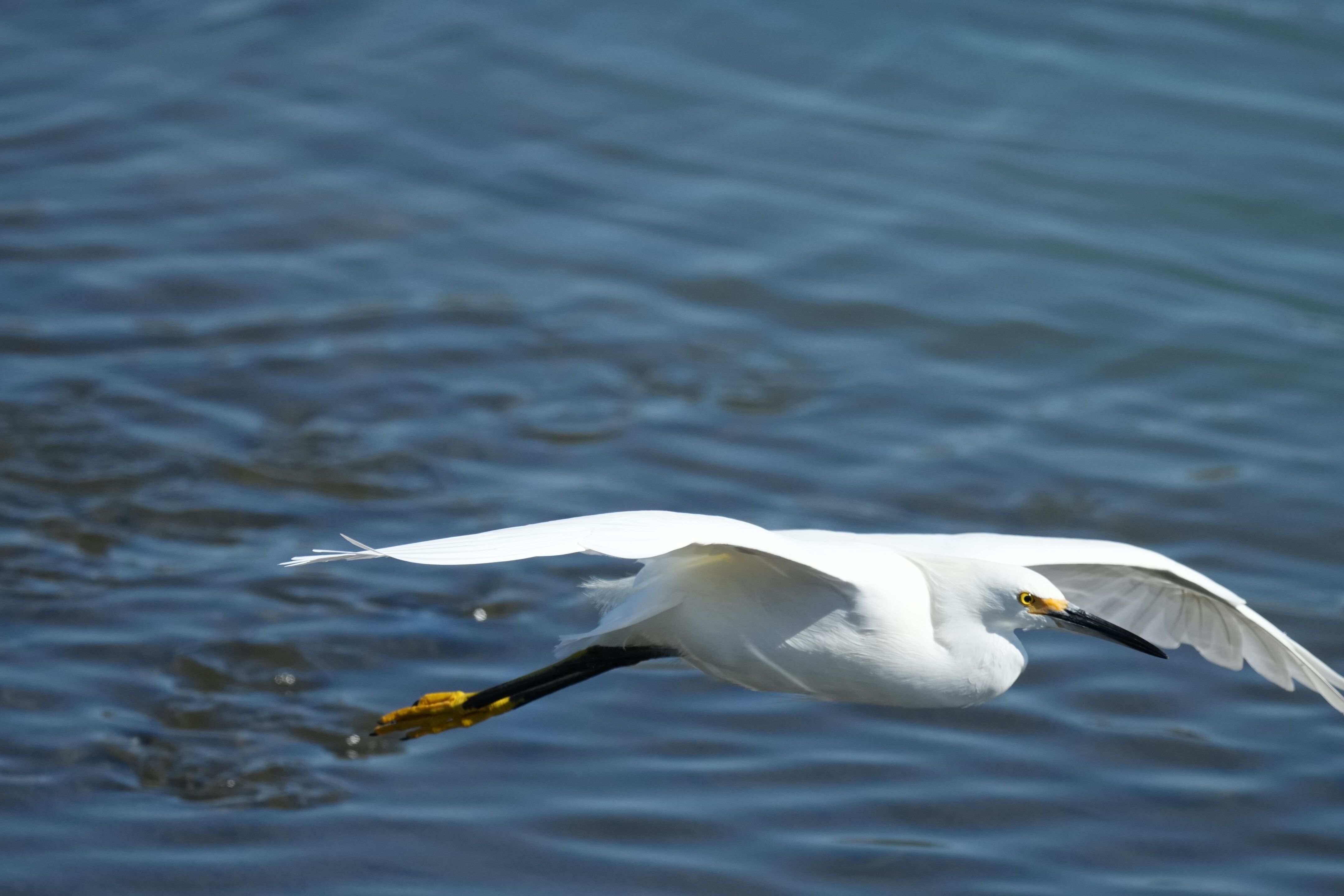 Redwood Shores Loop Trail