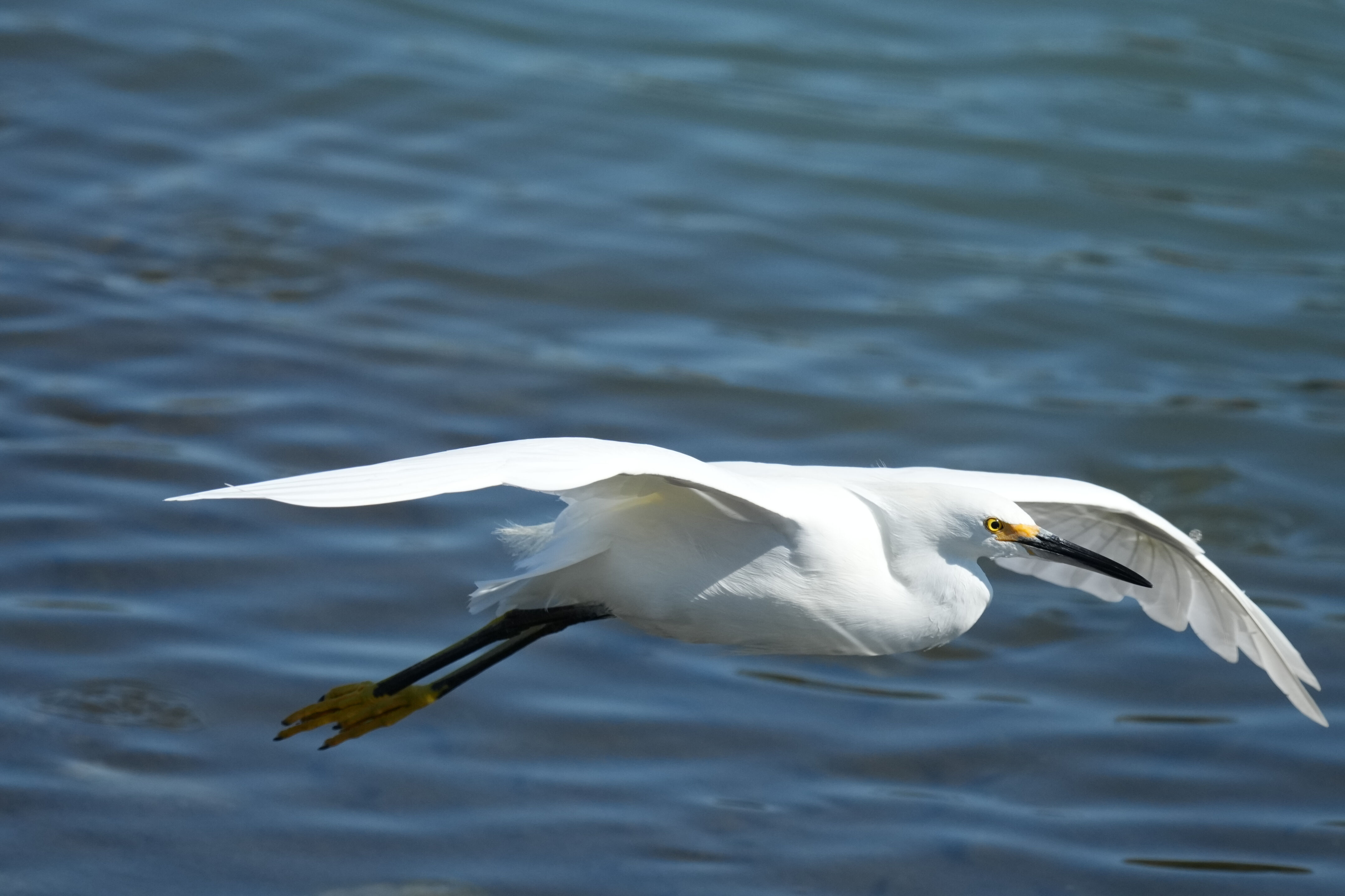 Redwood Shores Loop Trail