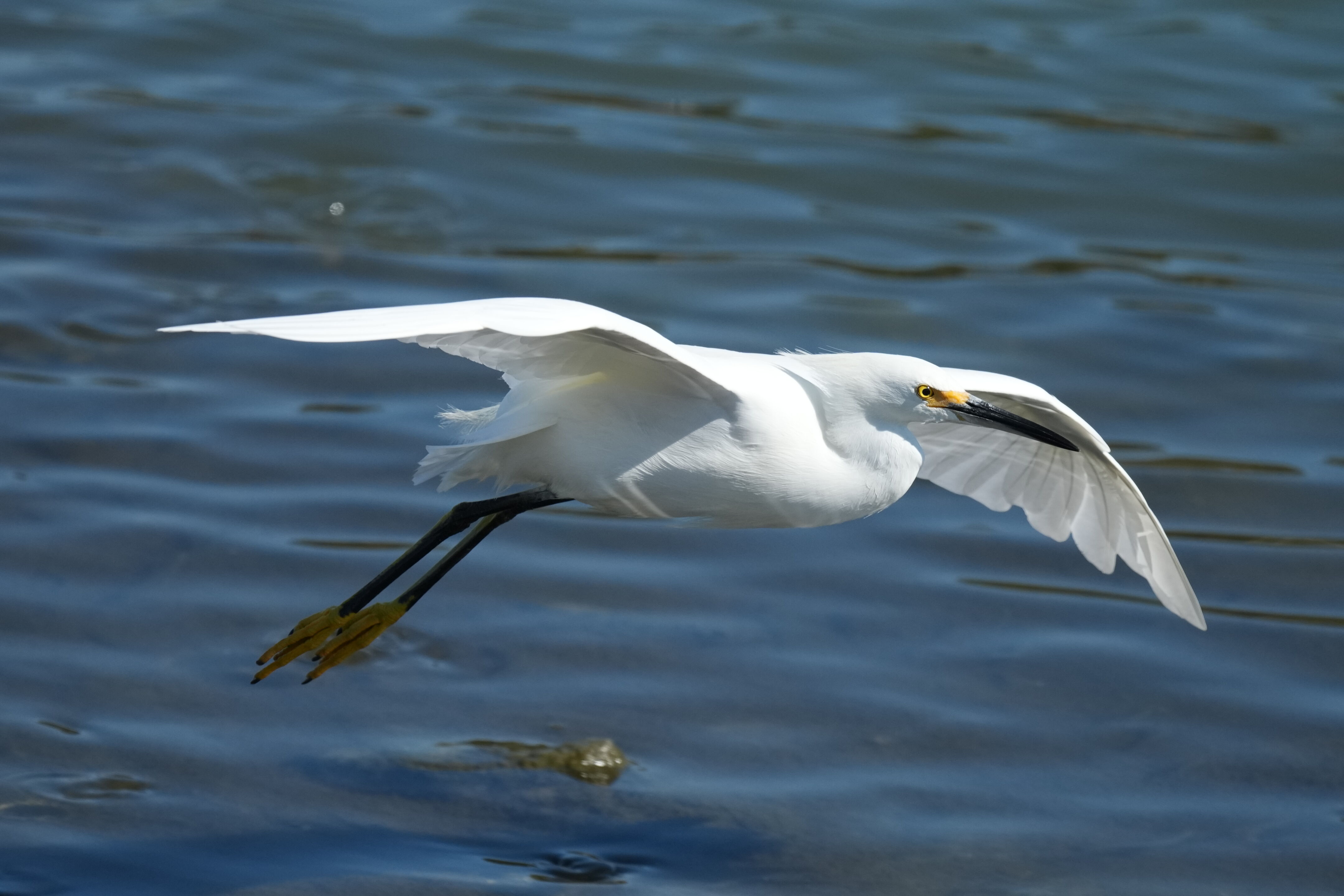 Redwood Shores Loop Trail