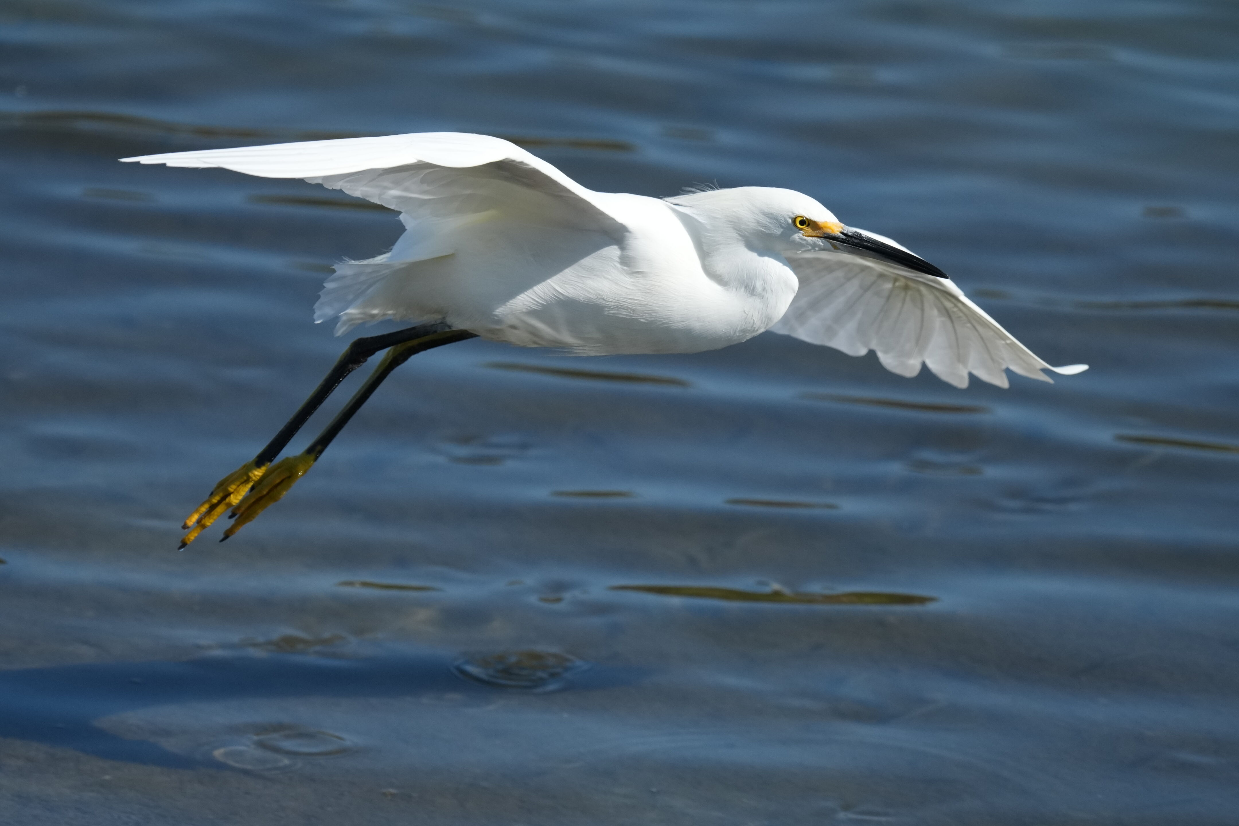 Redwood Shores Loop Trail