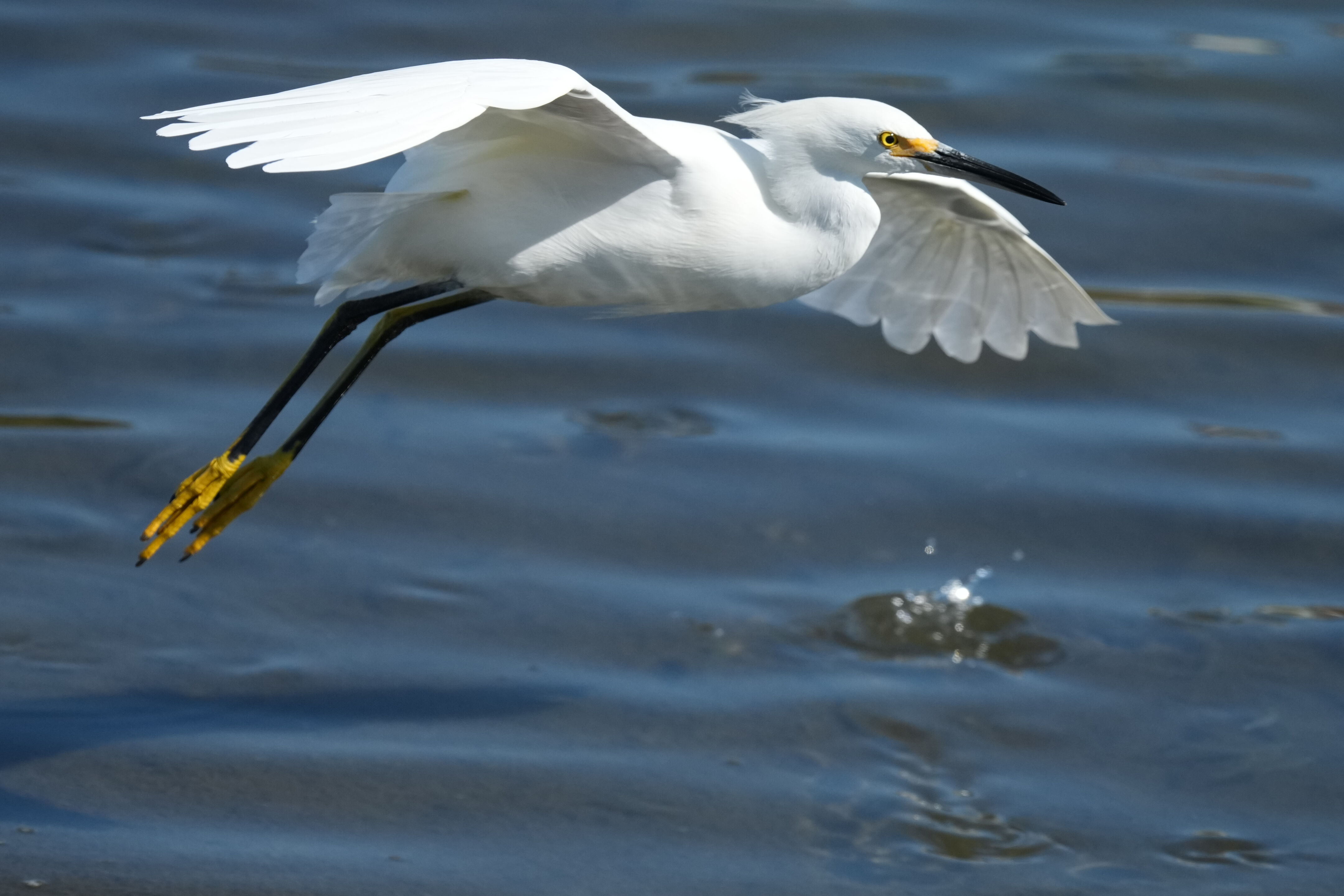 Redwood Shores Loop Trail