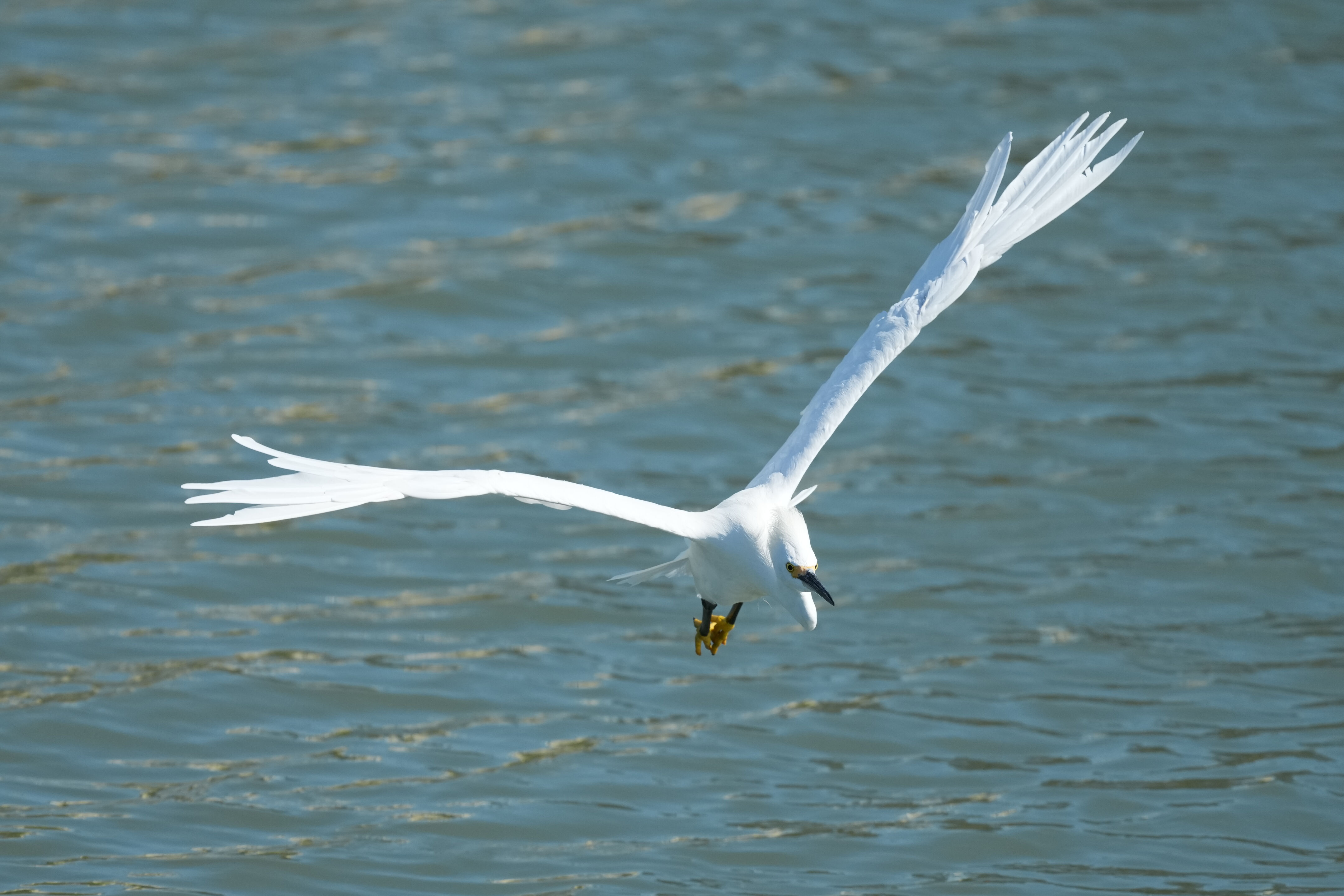 Redwood Shores Loop Trail