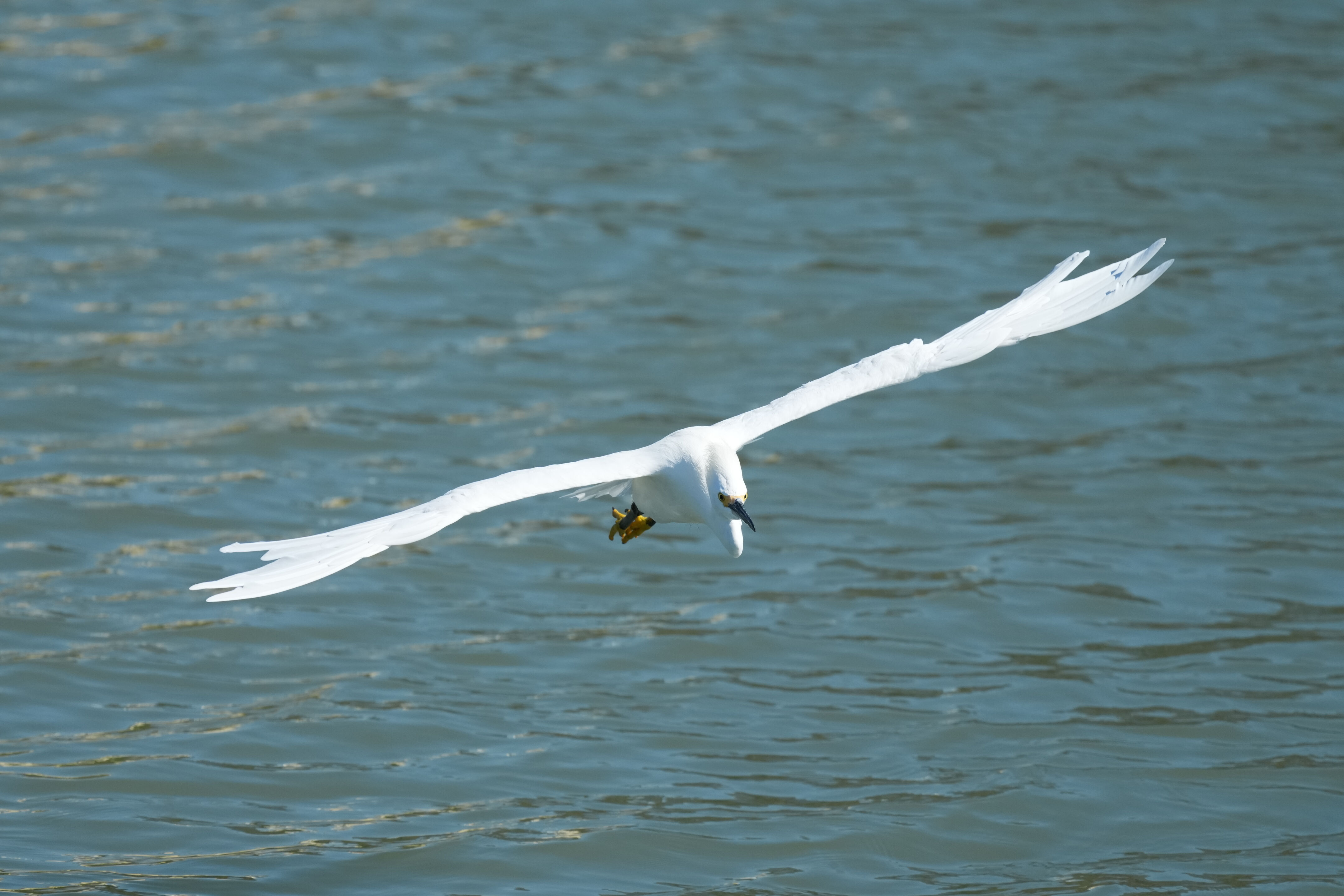 Redwood Shores Loop Trail