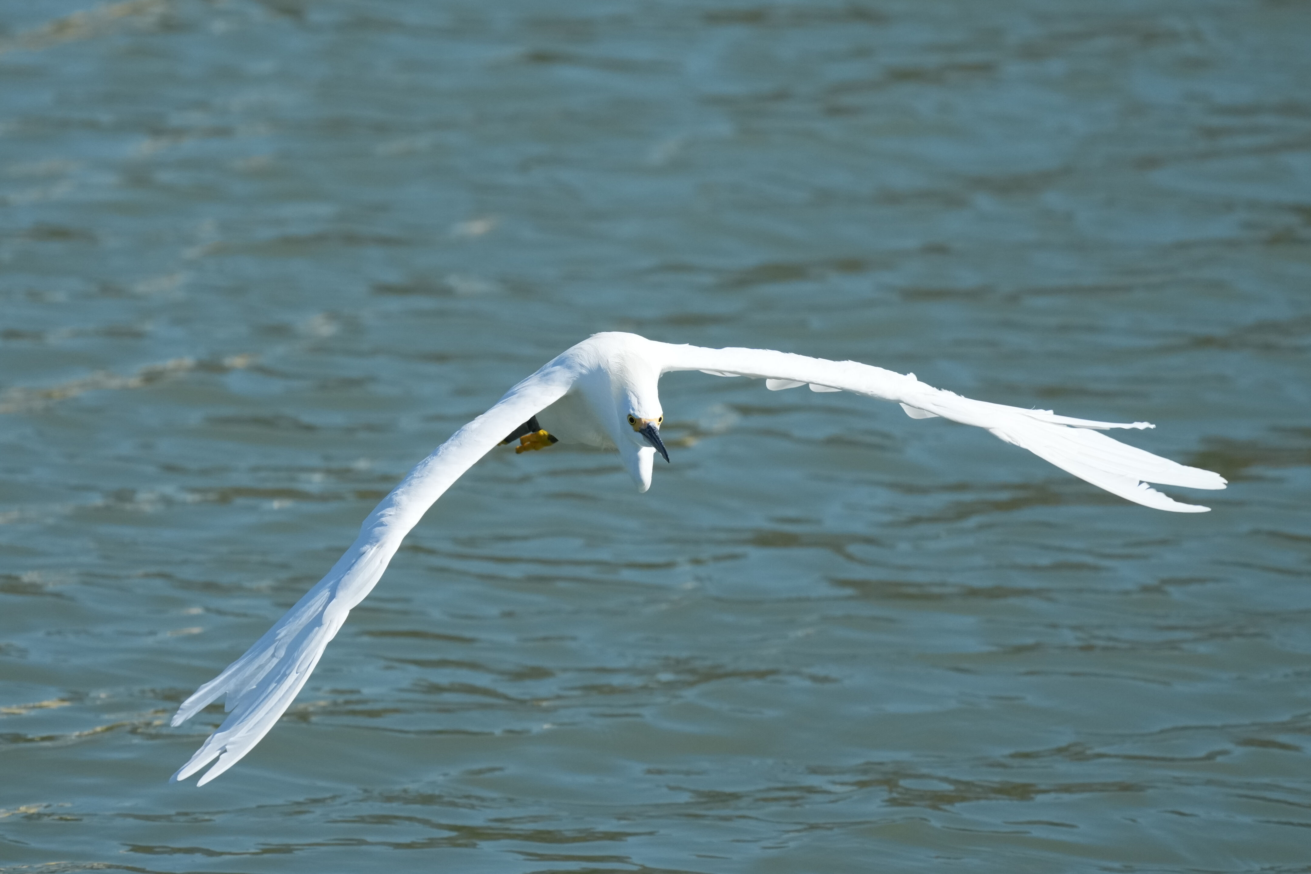Redwood Shores Loop Trail
