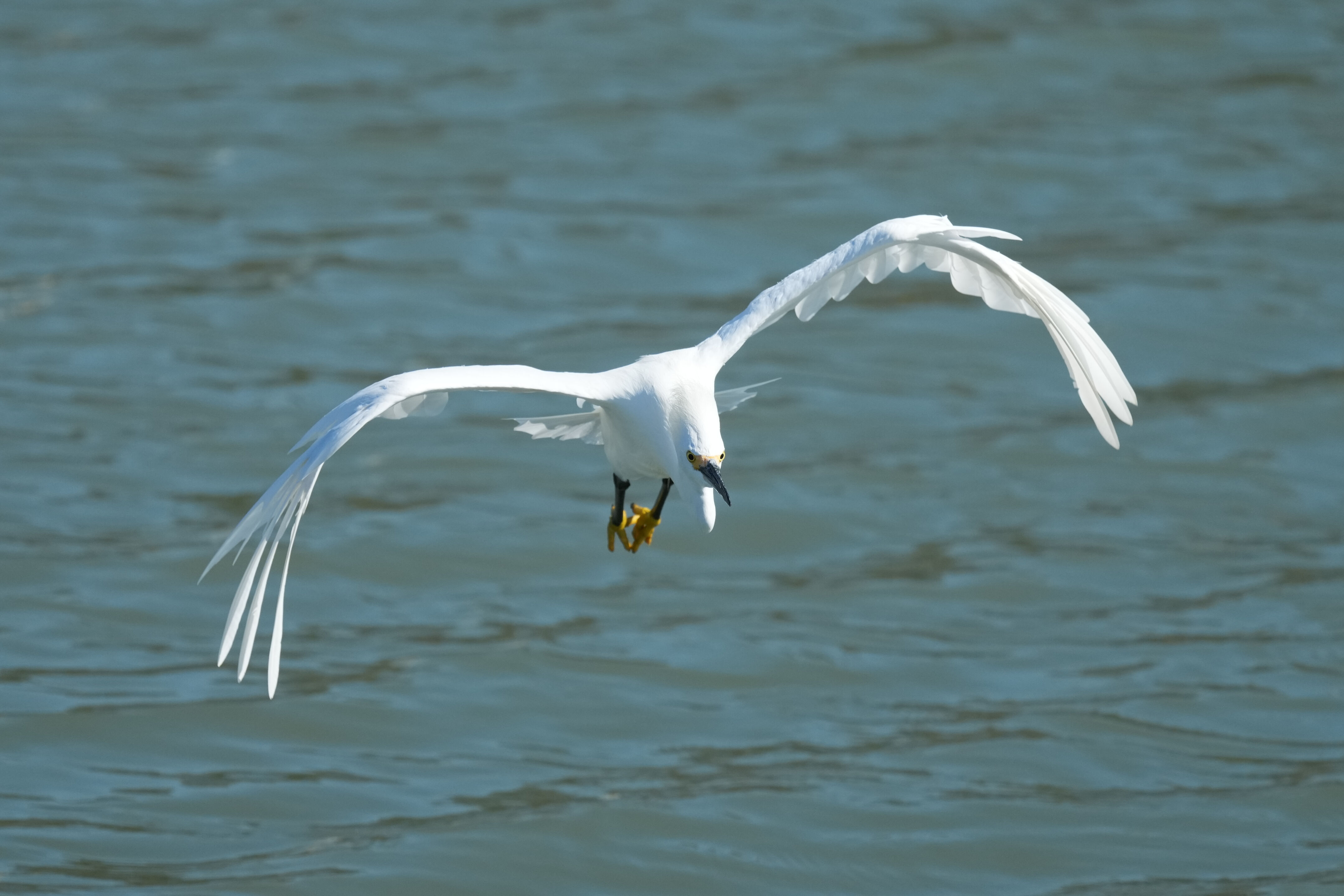Redwood Shores Loop Trail