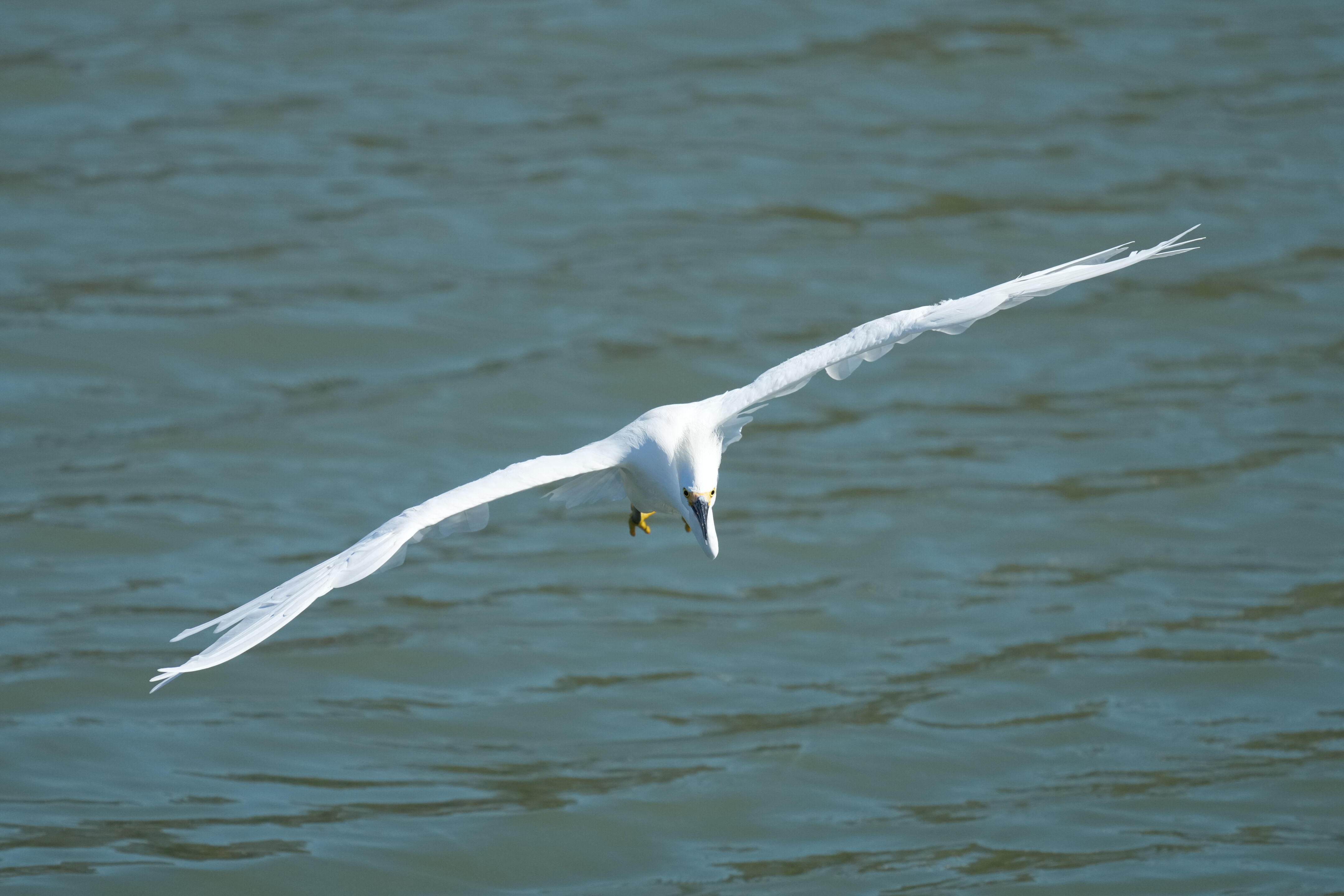 Redwood Shores Loop Trail