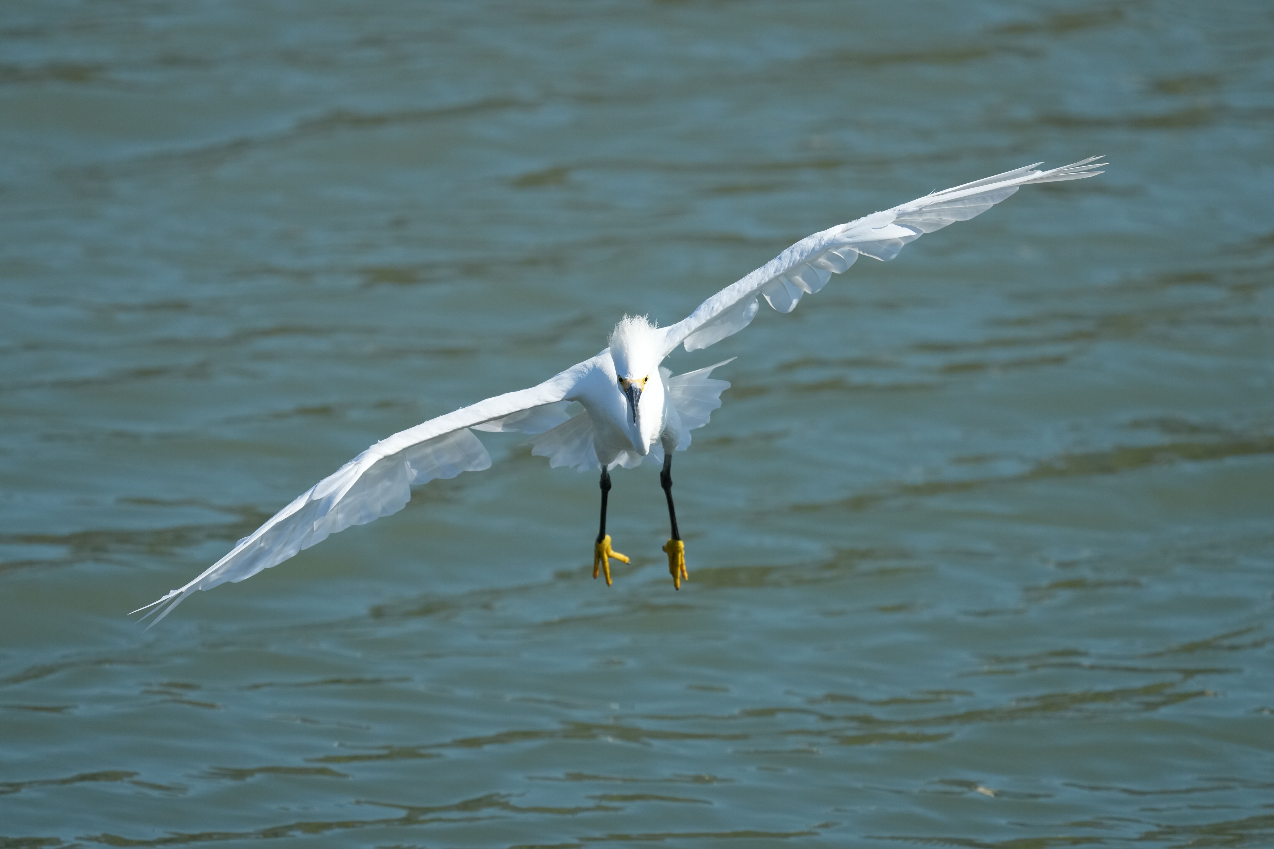 Redwood Shores Loop Trail