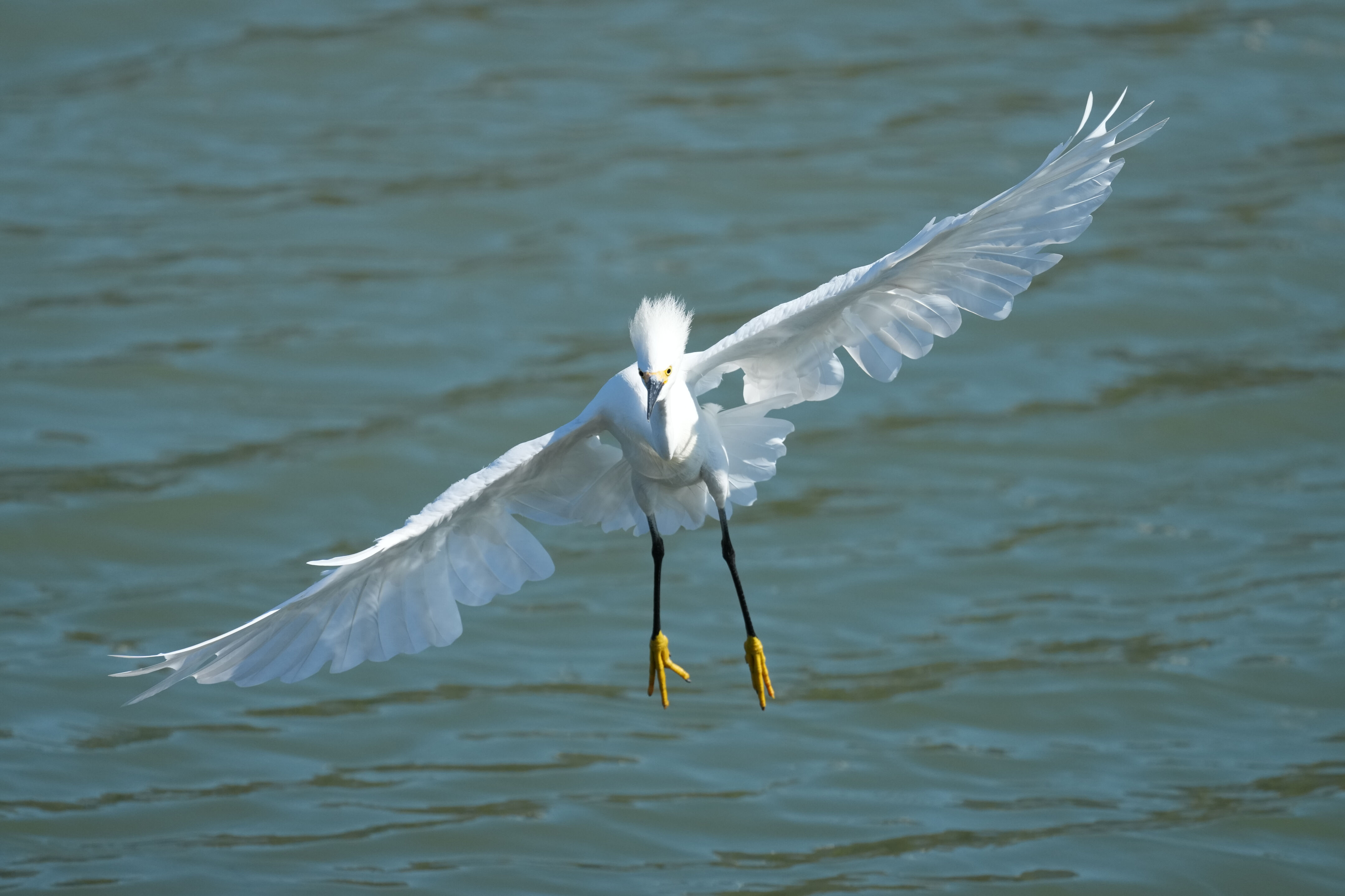 Redwood Shores Loop Trail