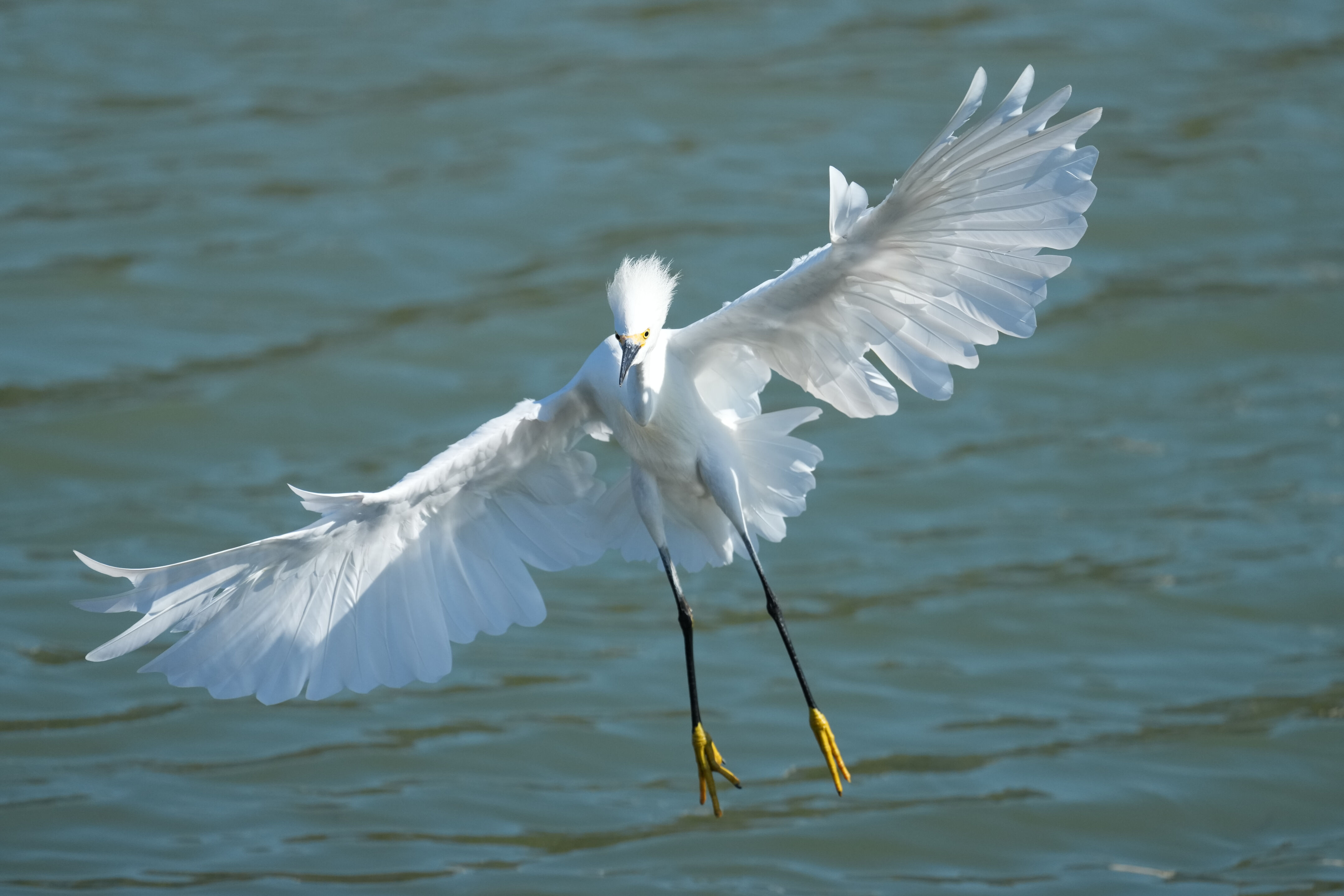 Redwood Shores Loop Trail