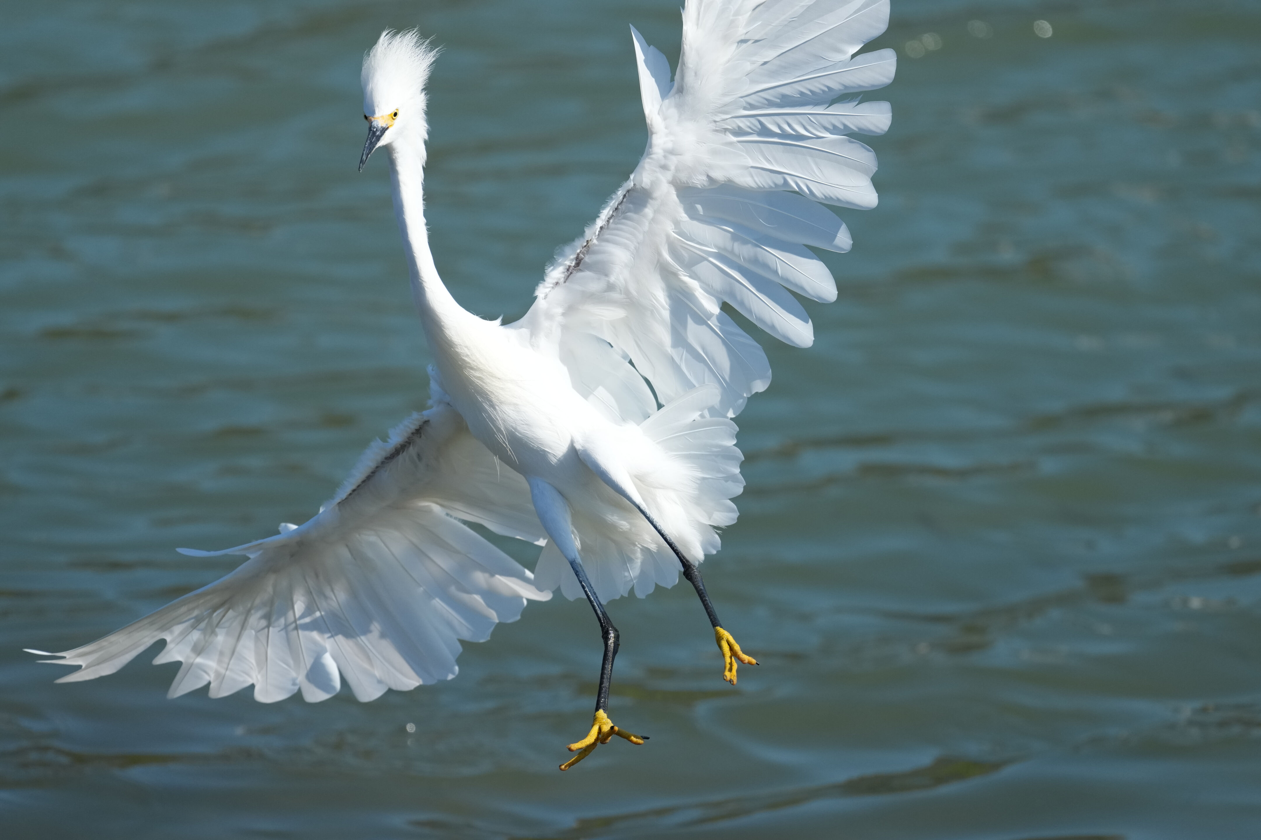 Redwood Shores Loop Trail