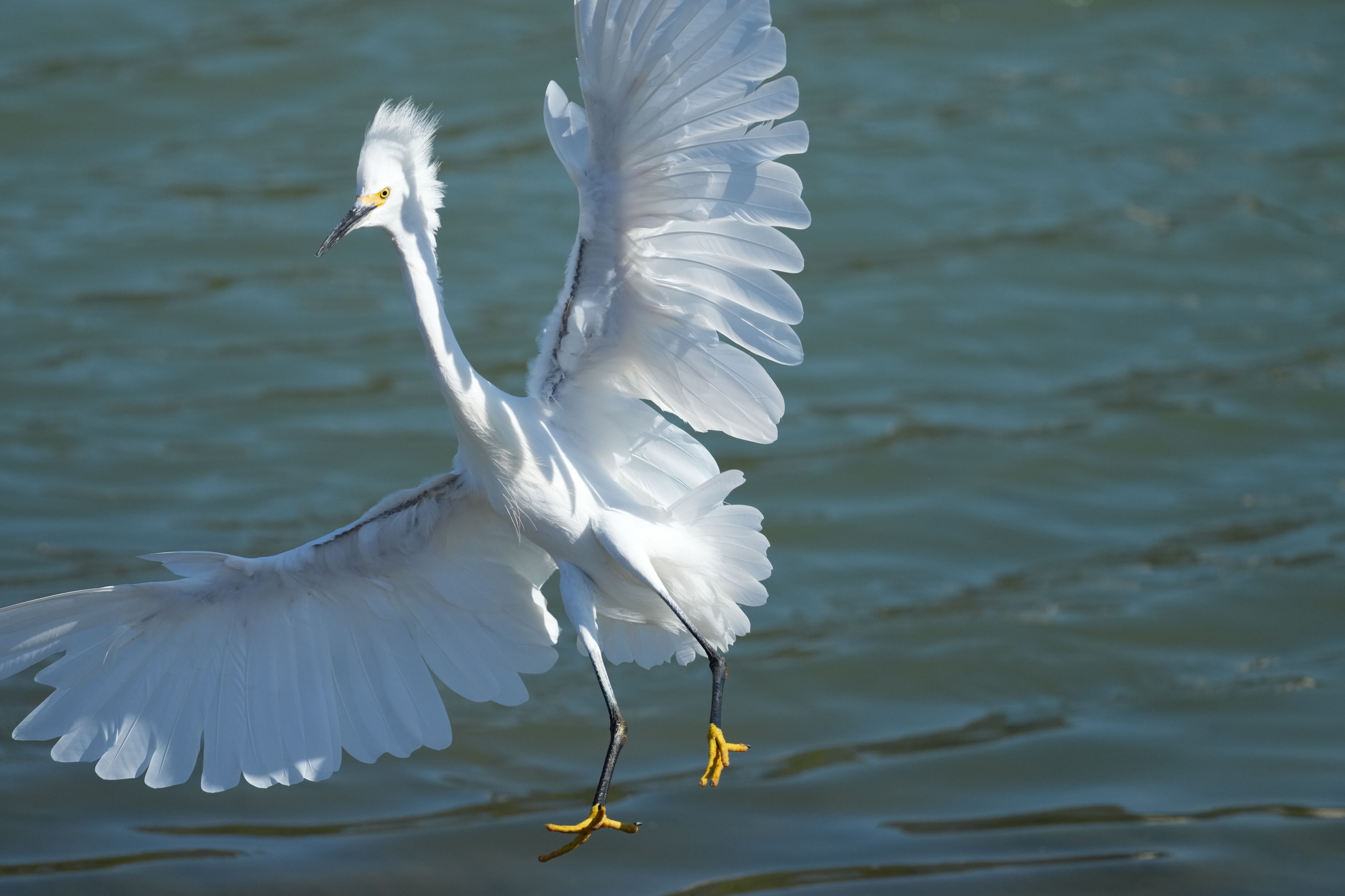 Redwood Shores Loop Trail