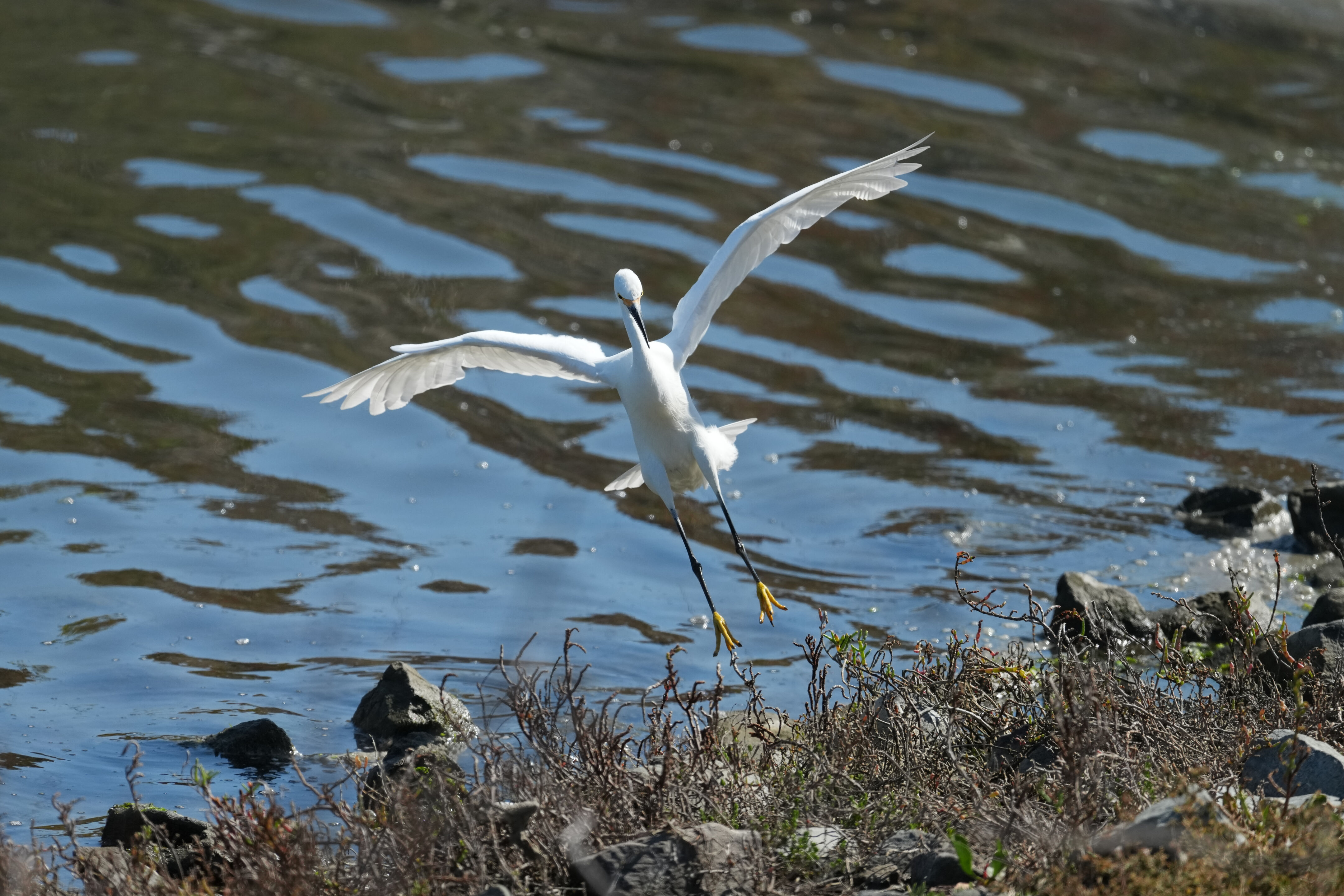 Redwood Shores Loop Trail