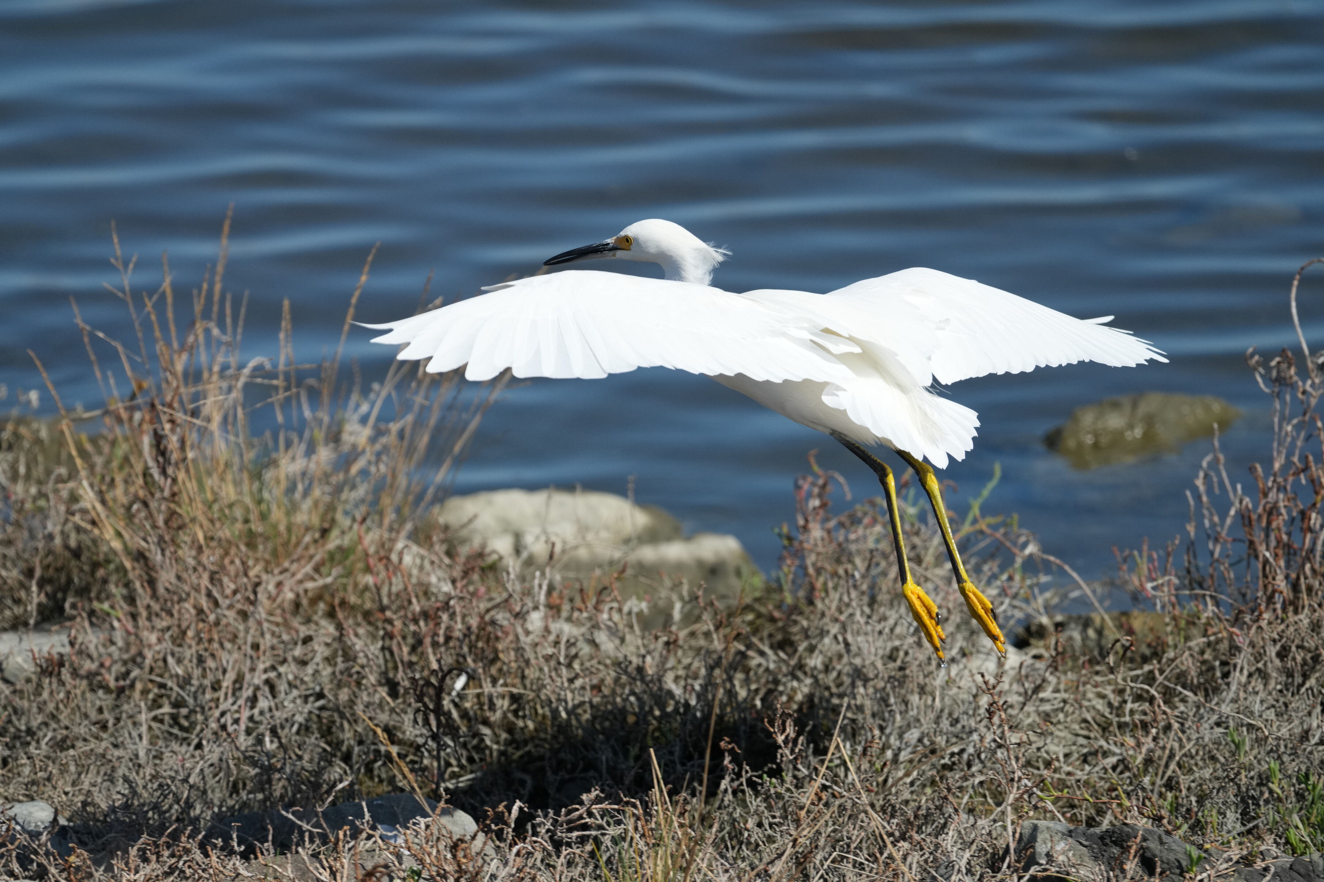 Redwood Shores Loop Trail