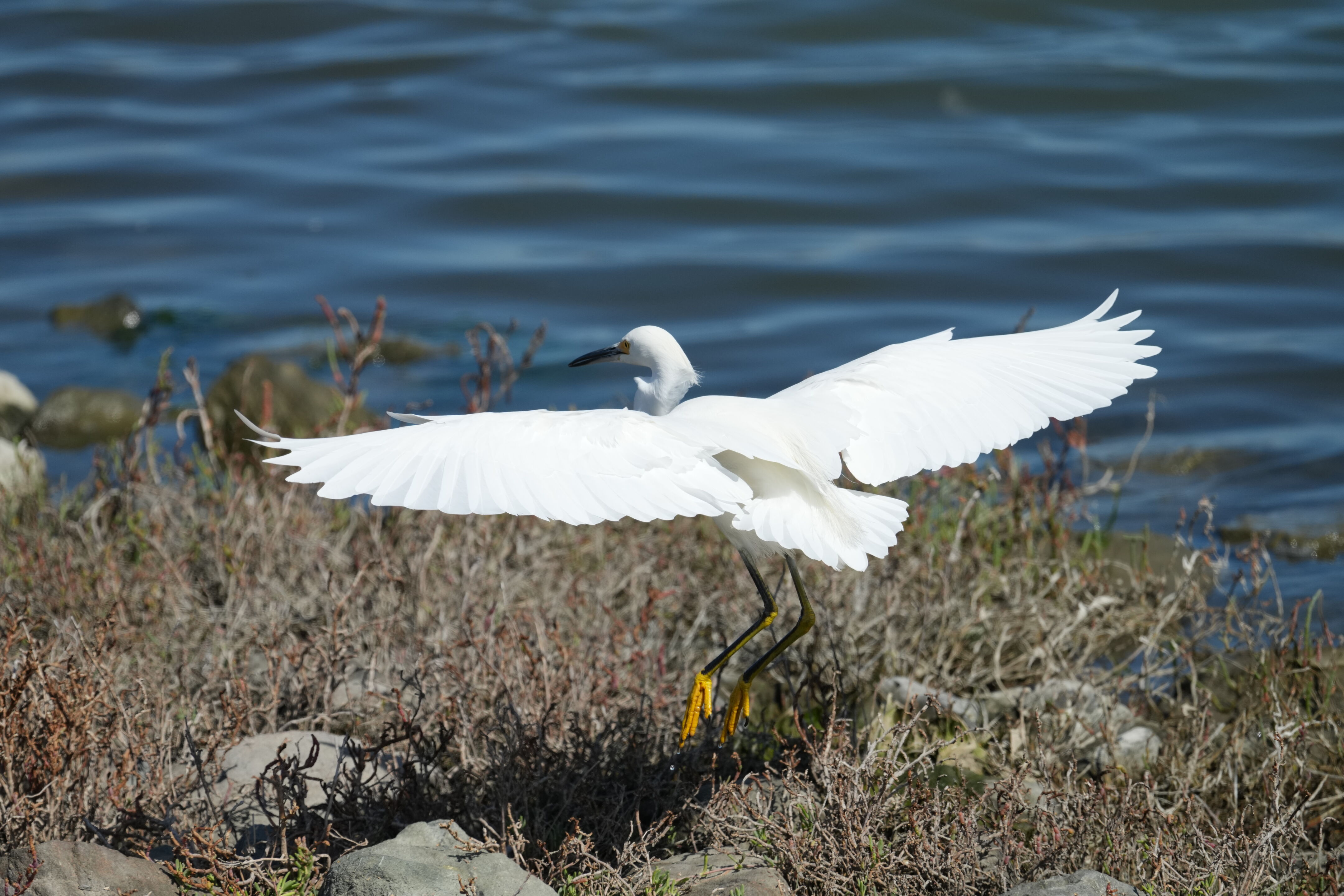 Redwood Shores Loop Trail