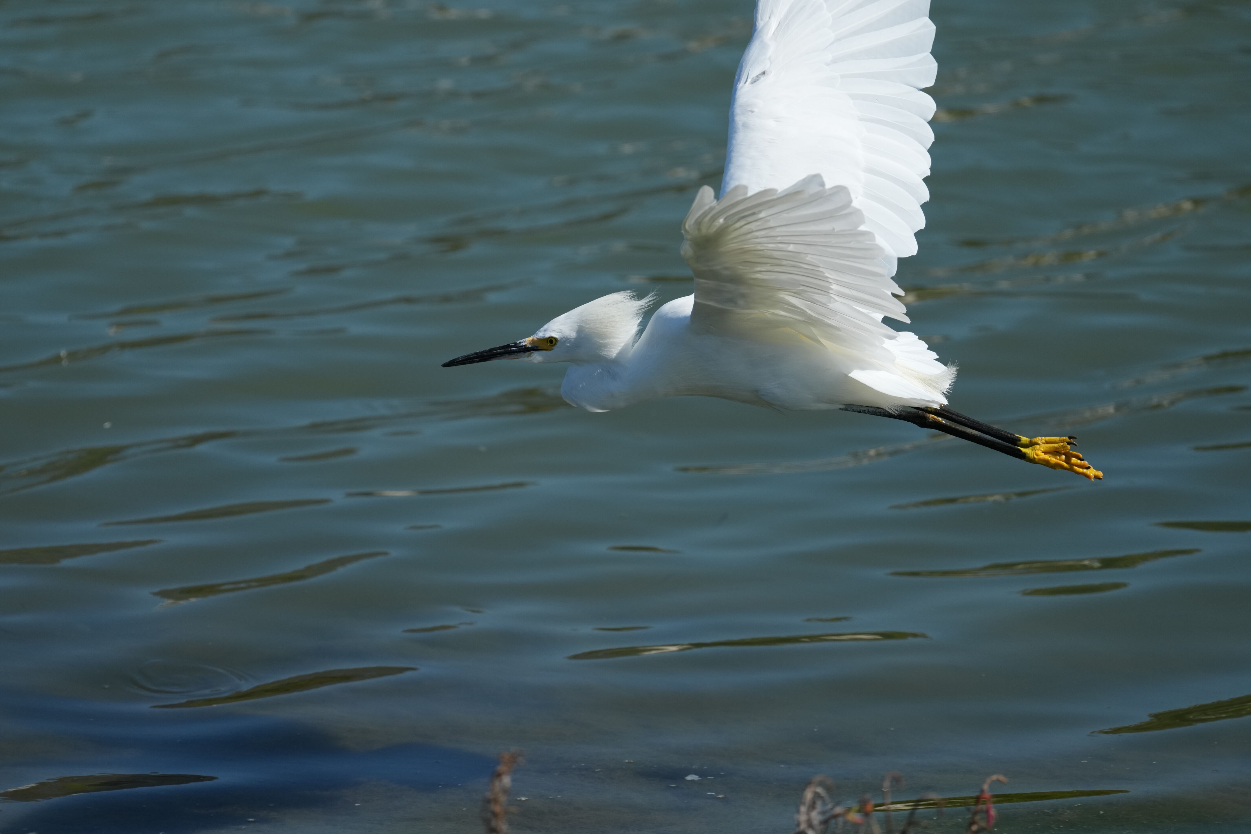 Redwood Shores Loop Trail