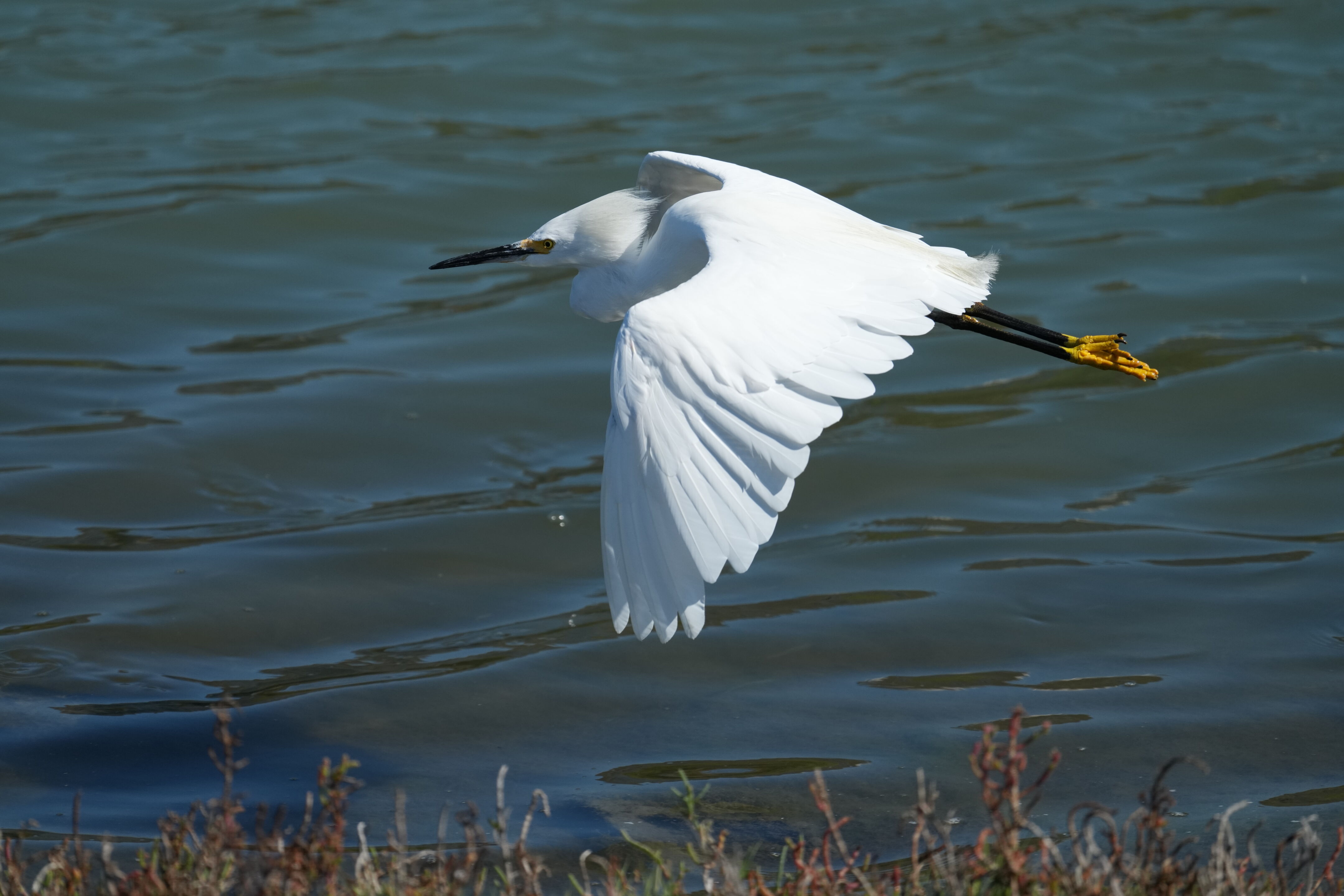 Redwood Shores Loop Trail