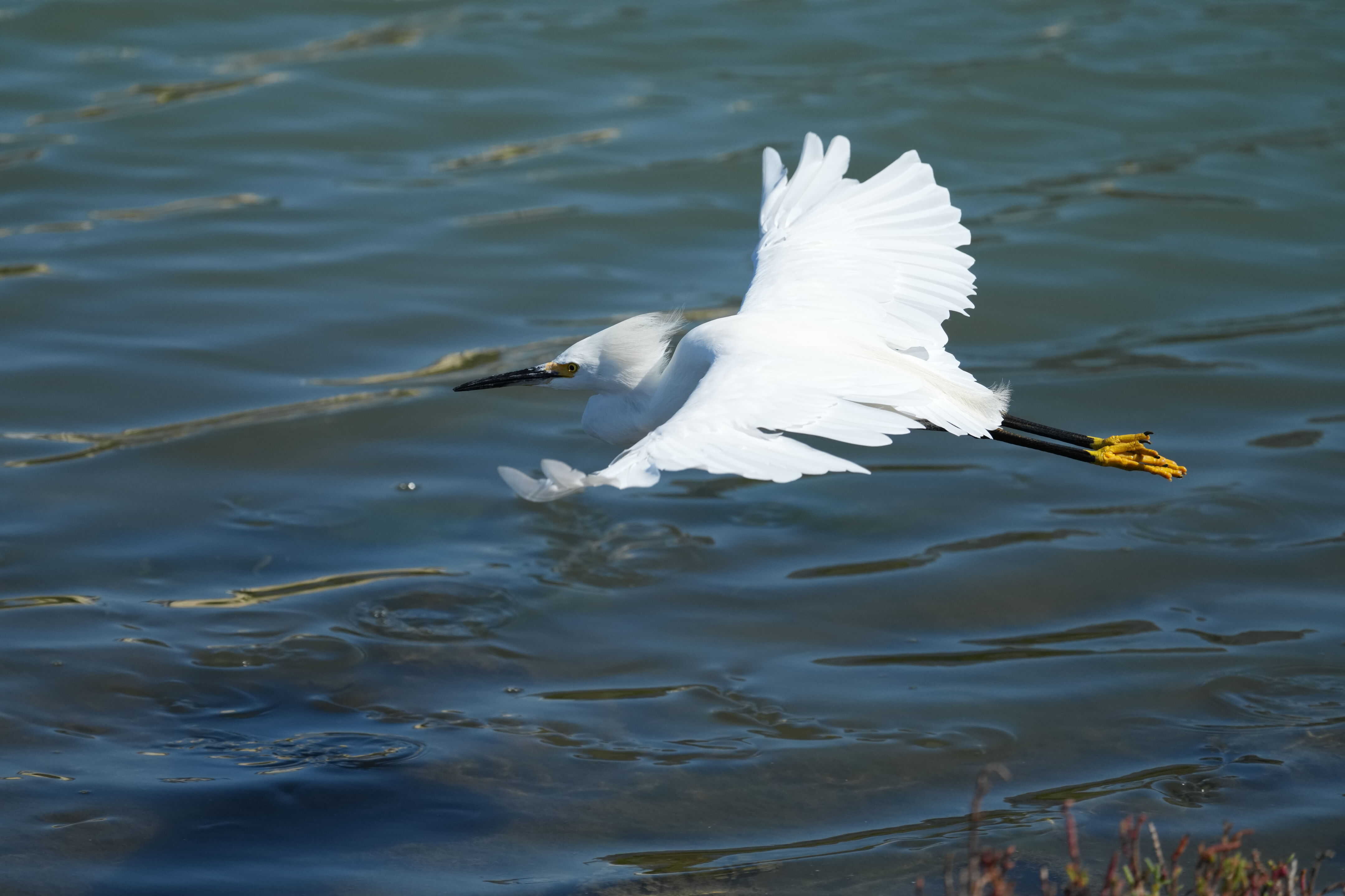 Redwood Shores Loop Trail