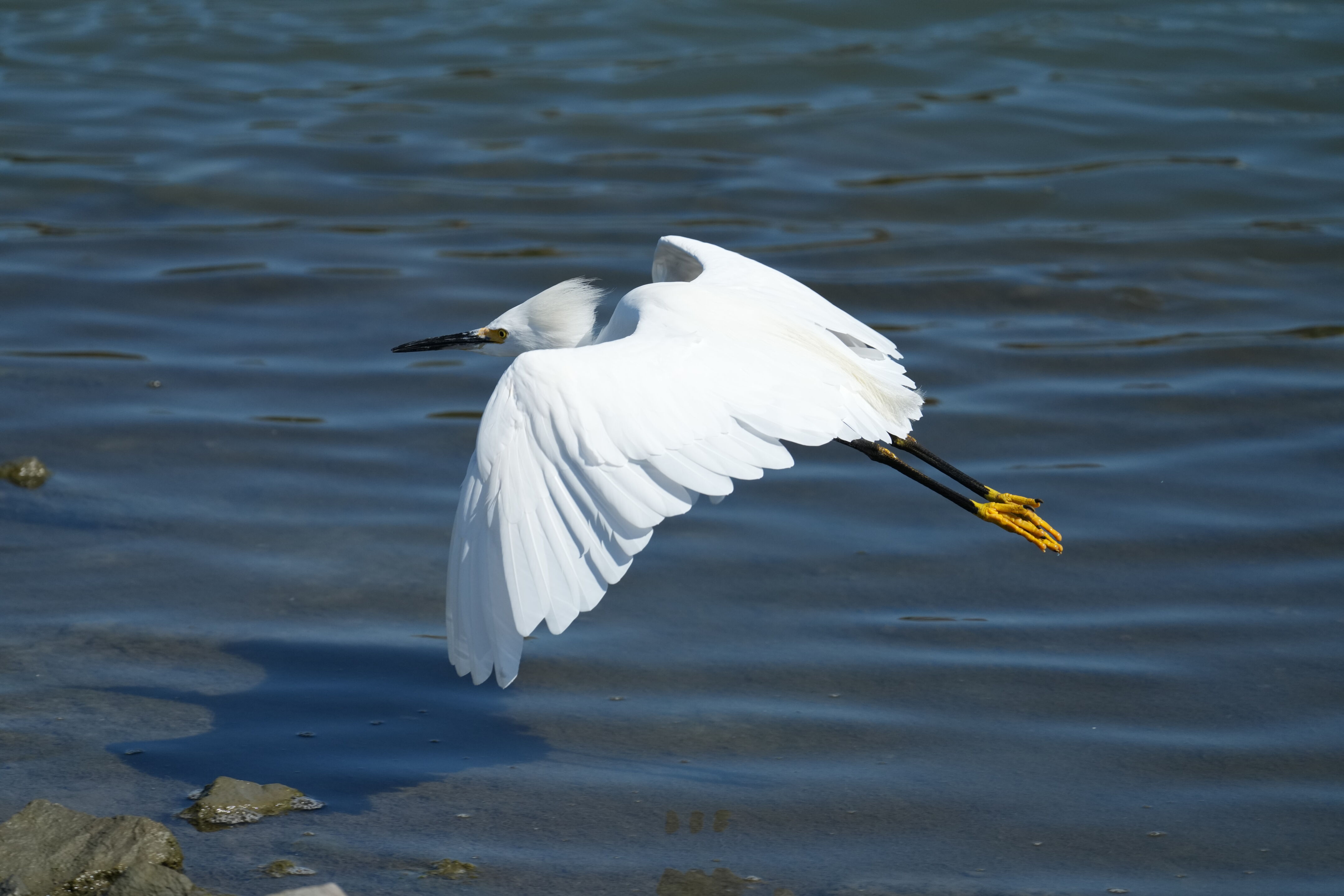 Redwood Shores Loop Trail
