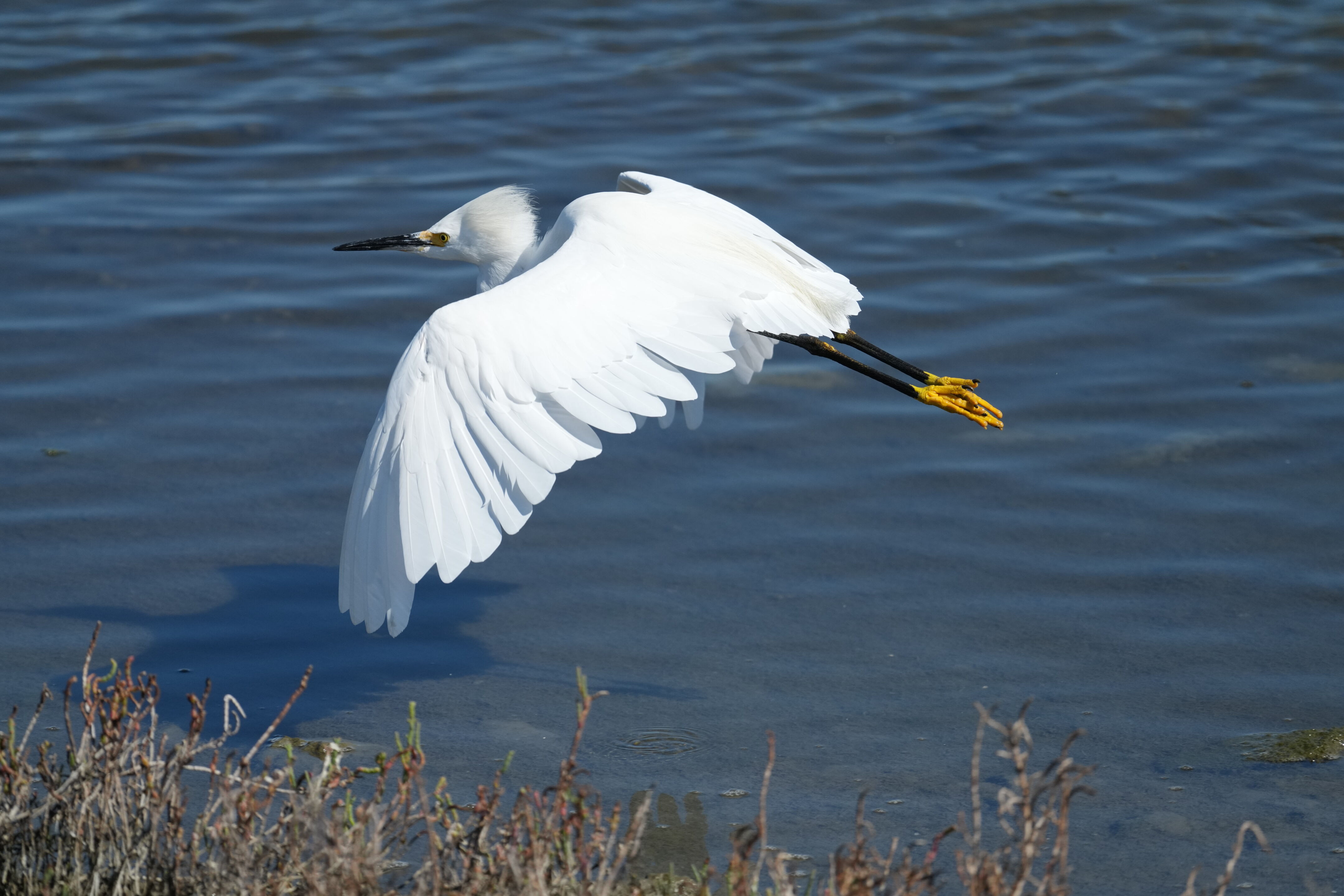 Redwood Shores Loop Trail