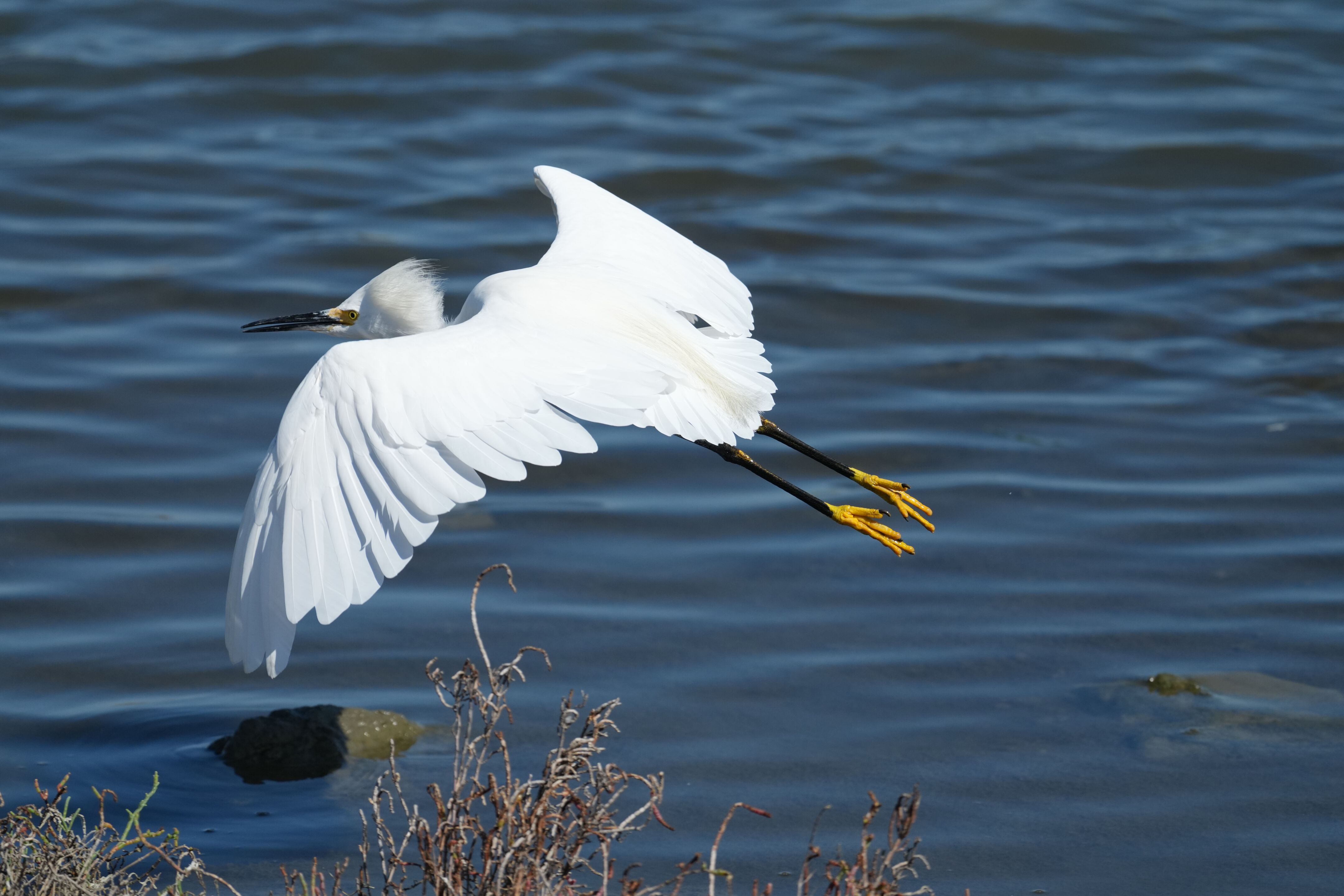 Redwood Shores Loop Trail