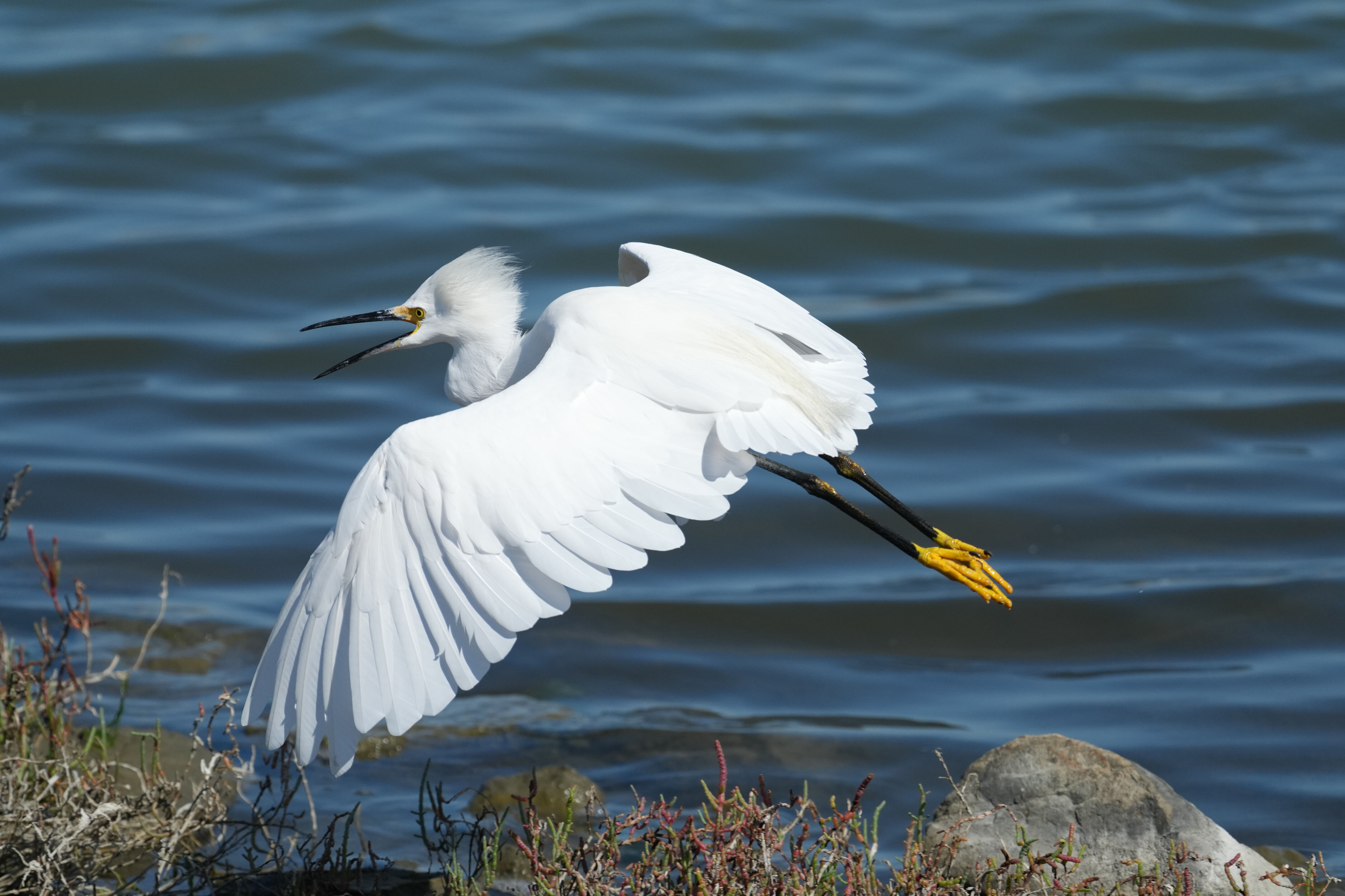 Redwood Shores Loop Trail