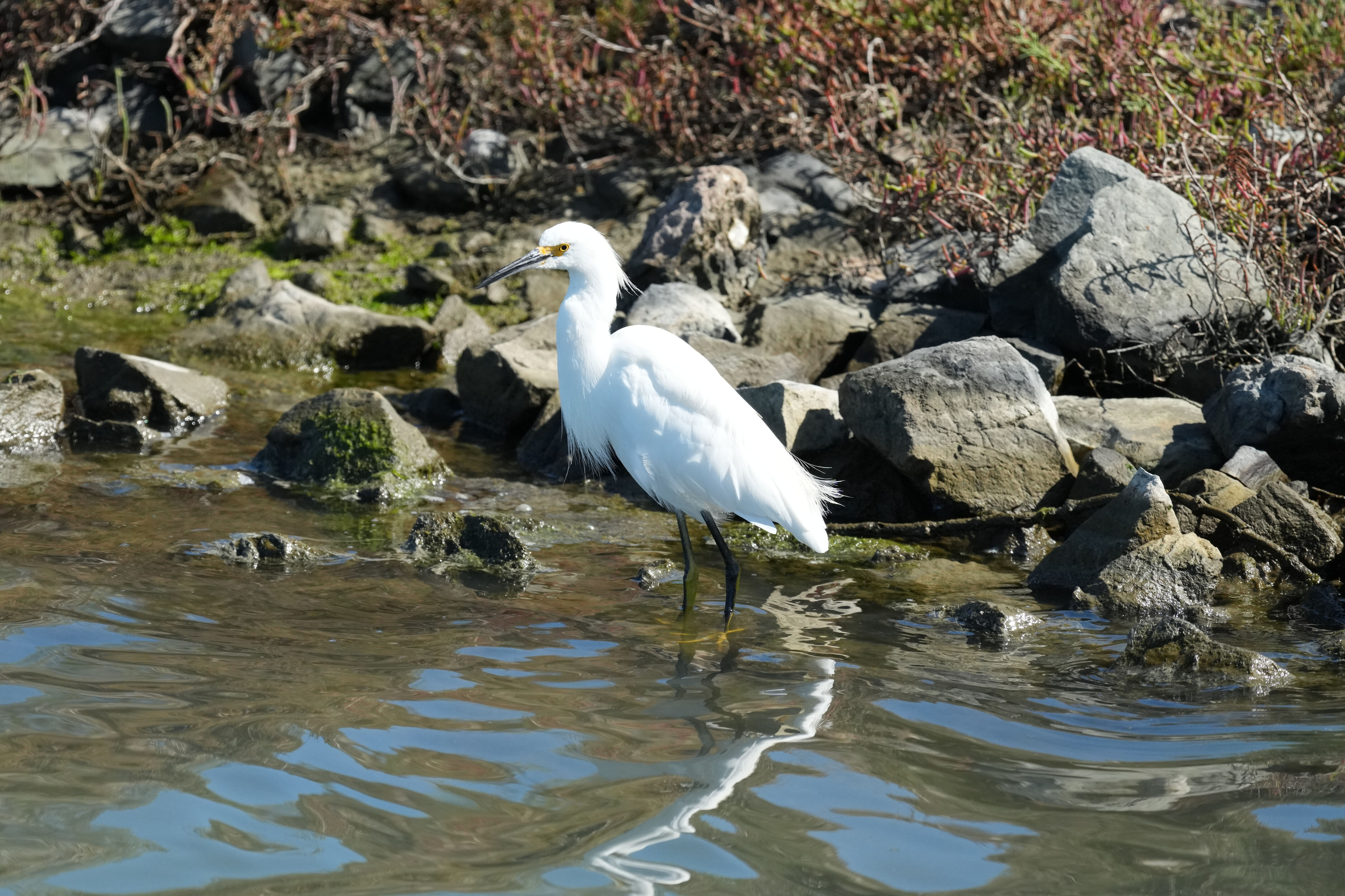 Redwood Shores Loop Trail