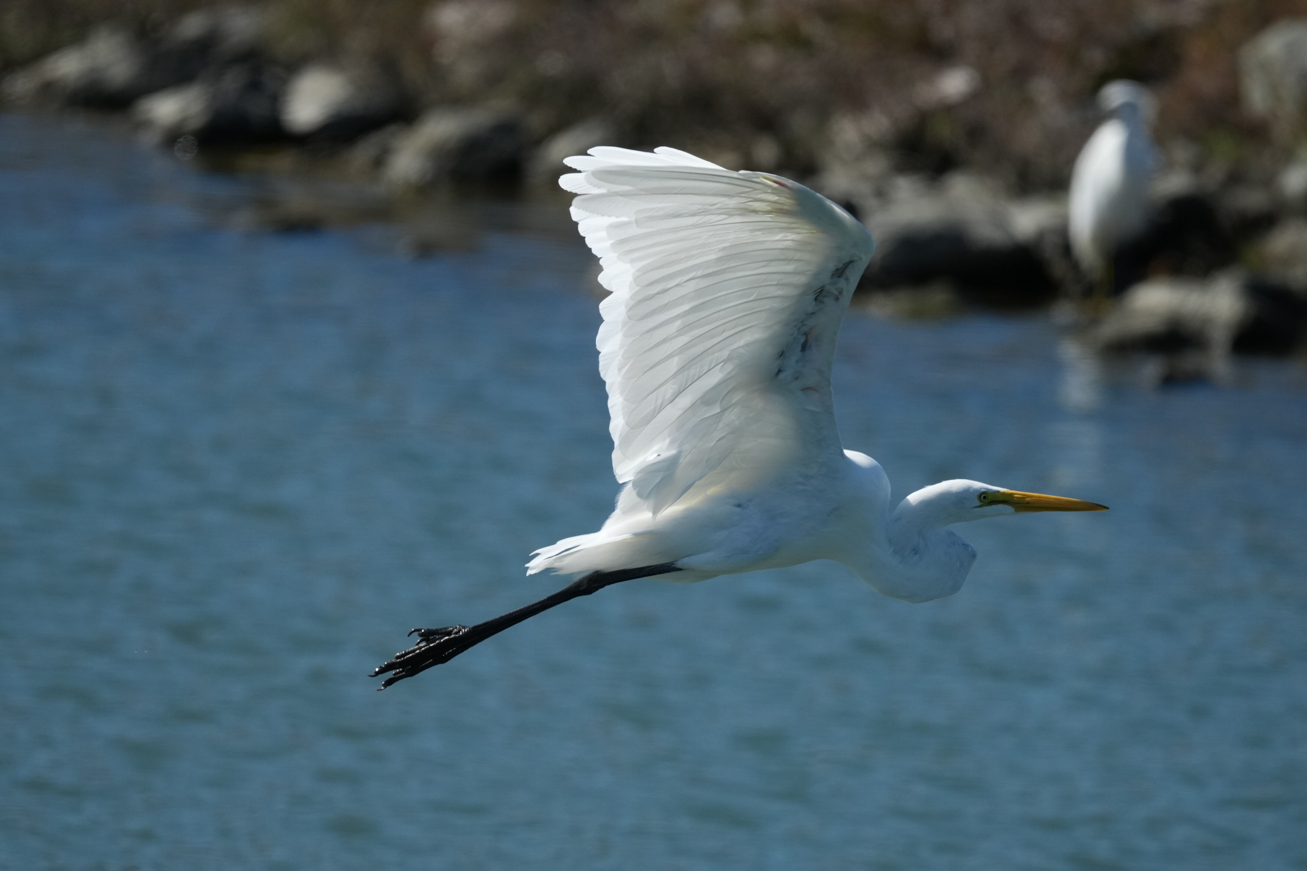 Redwood Shores Loop Trail