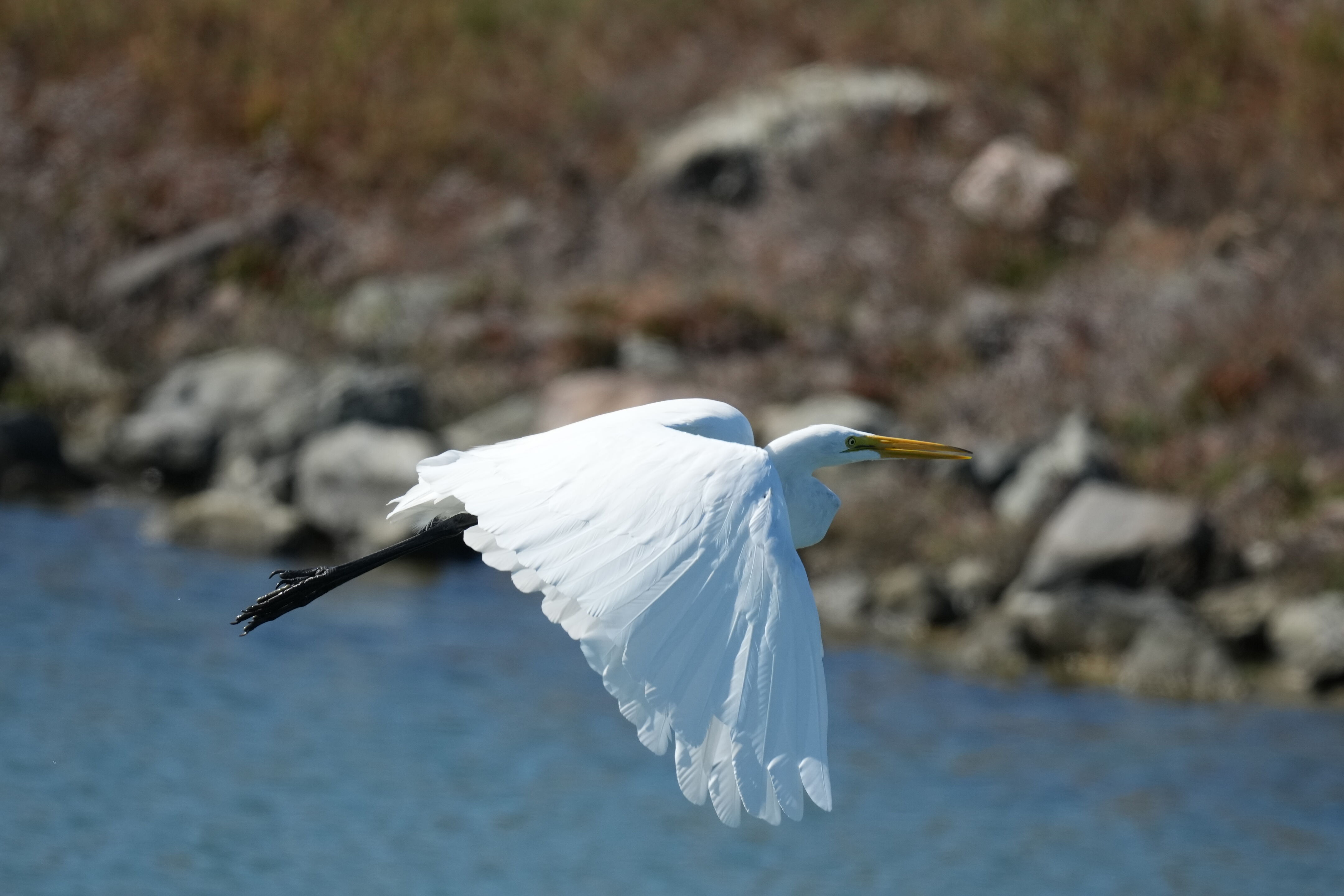 Redwood Shores Loop Trail