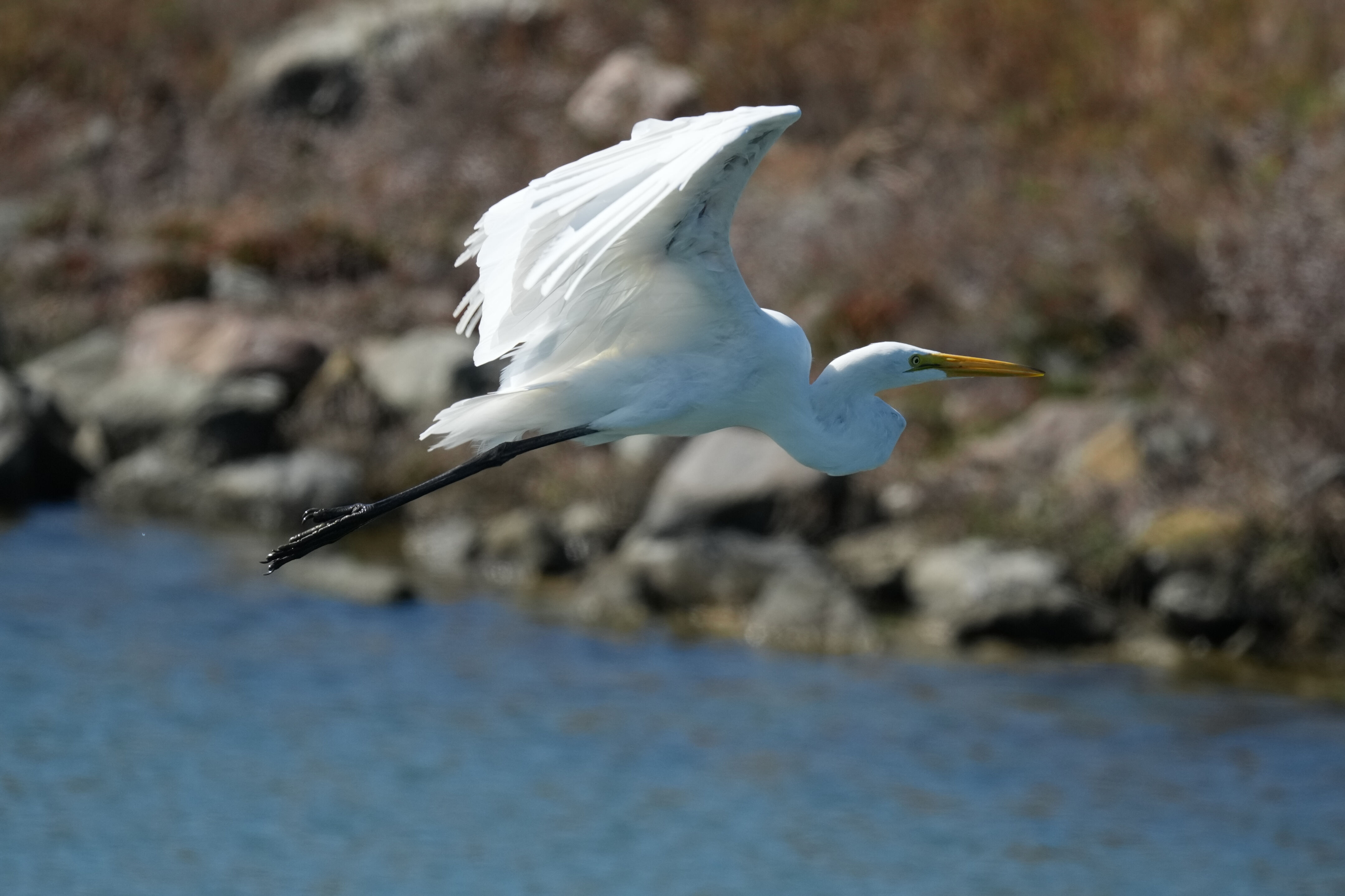 Redwood Shores Loop Trail