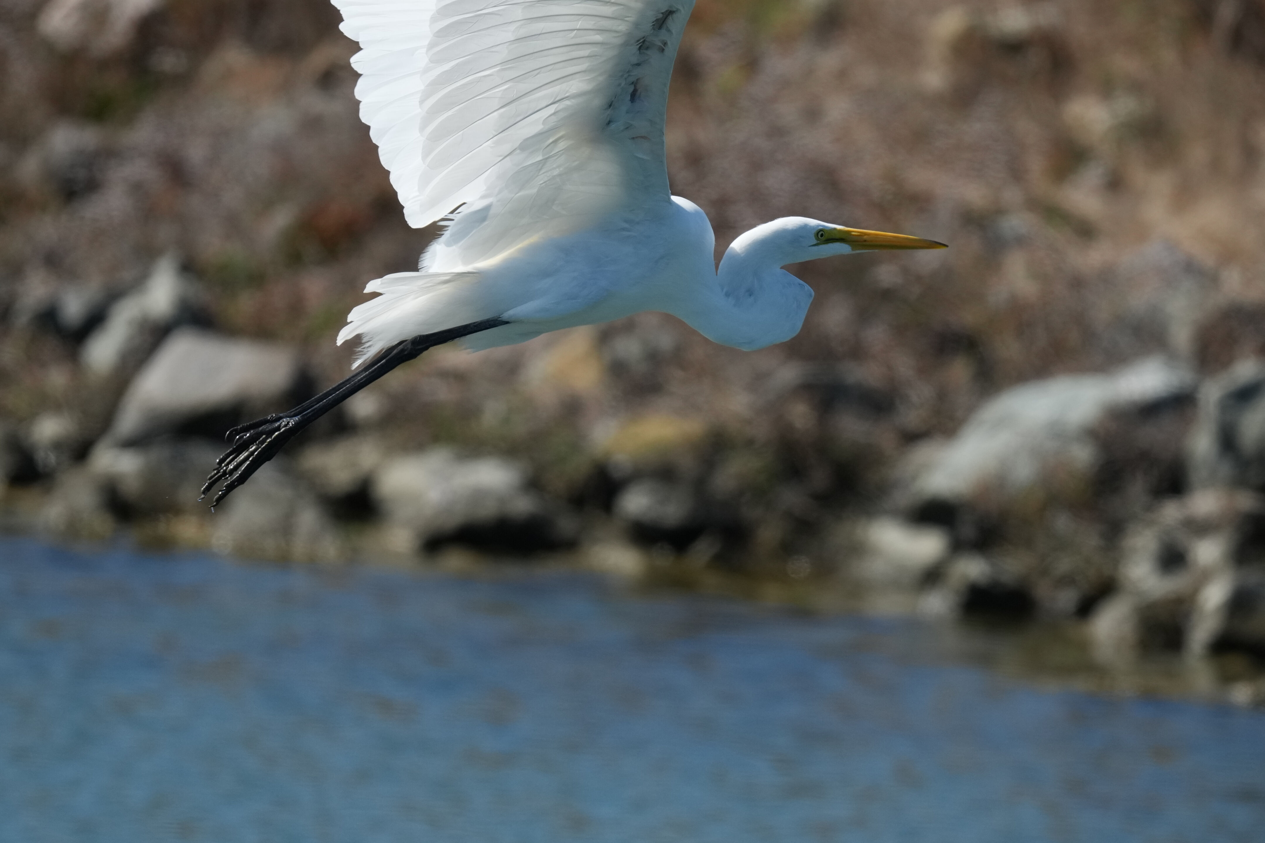 Redwood Shores Loop Trail