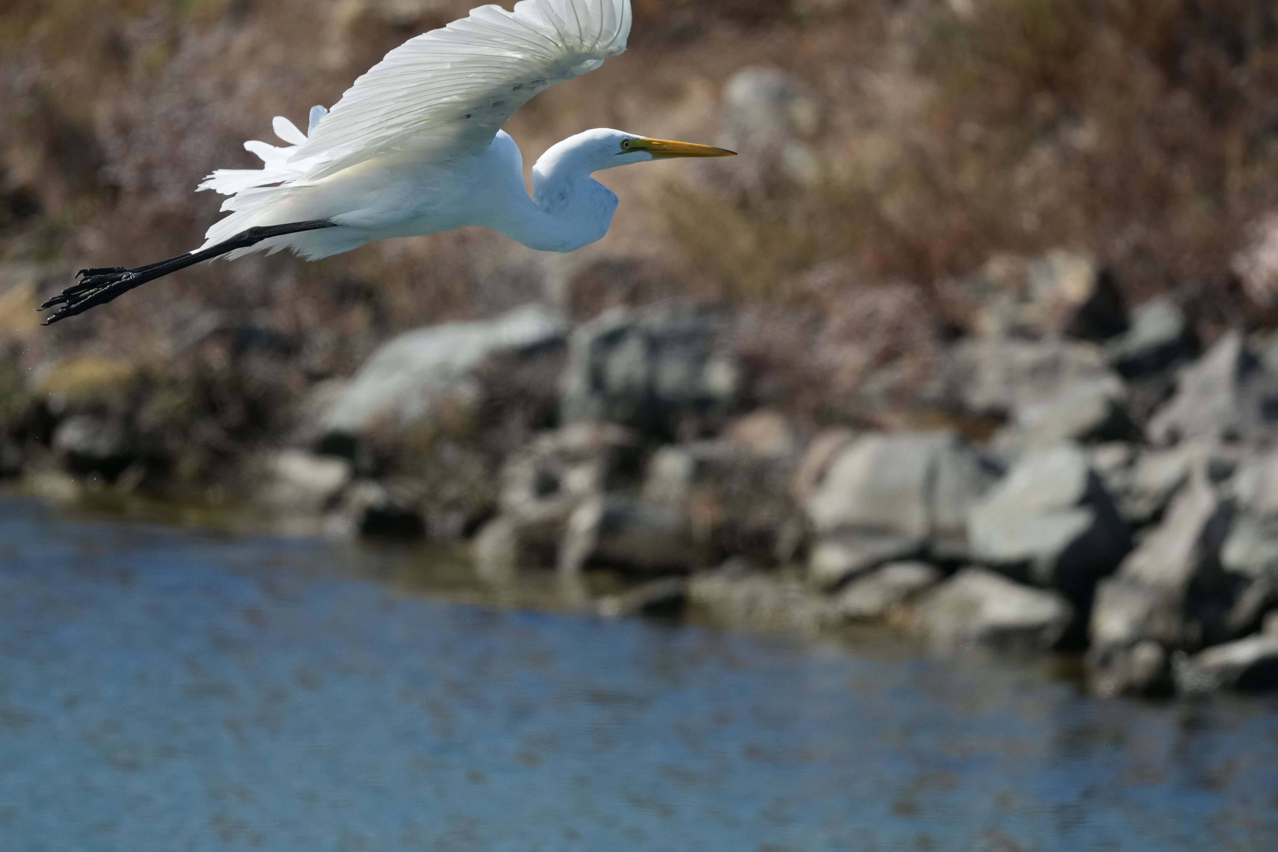 Redwood Shores Loop Trail