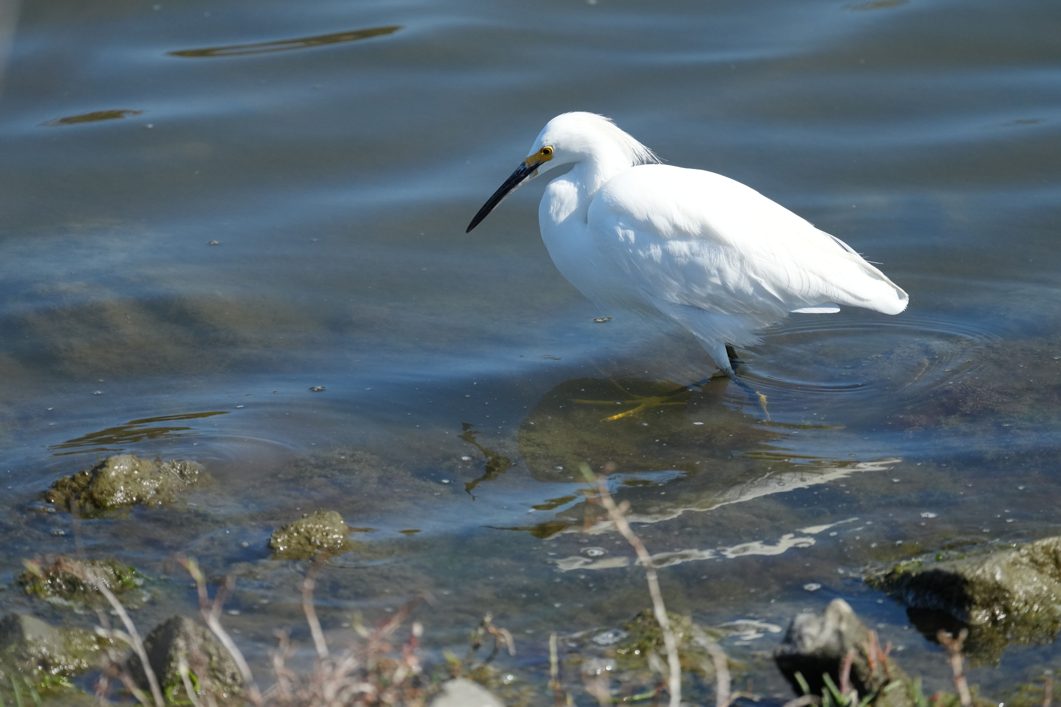 Redwood Shores Loop Trail