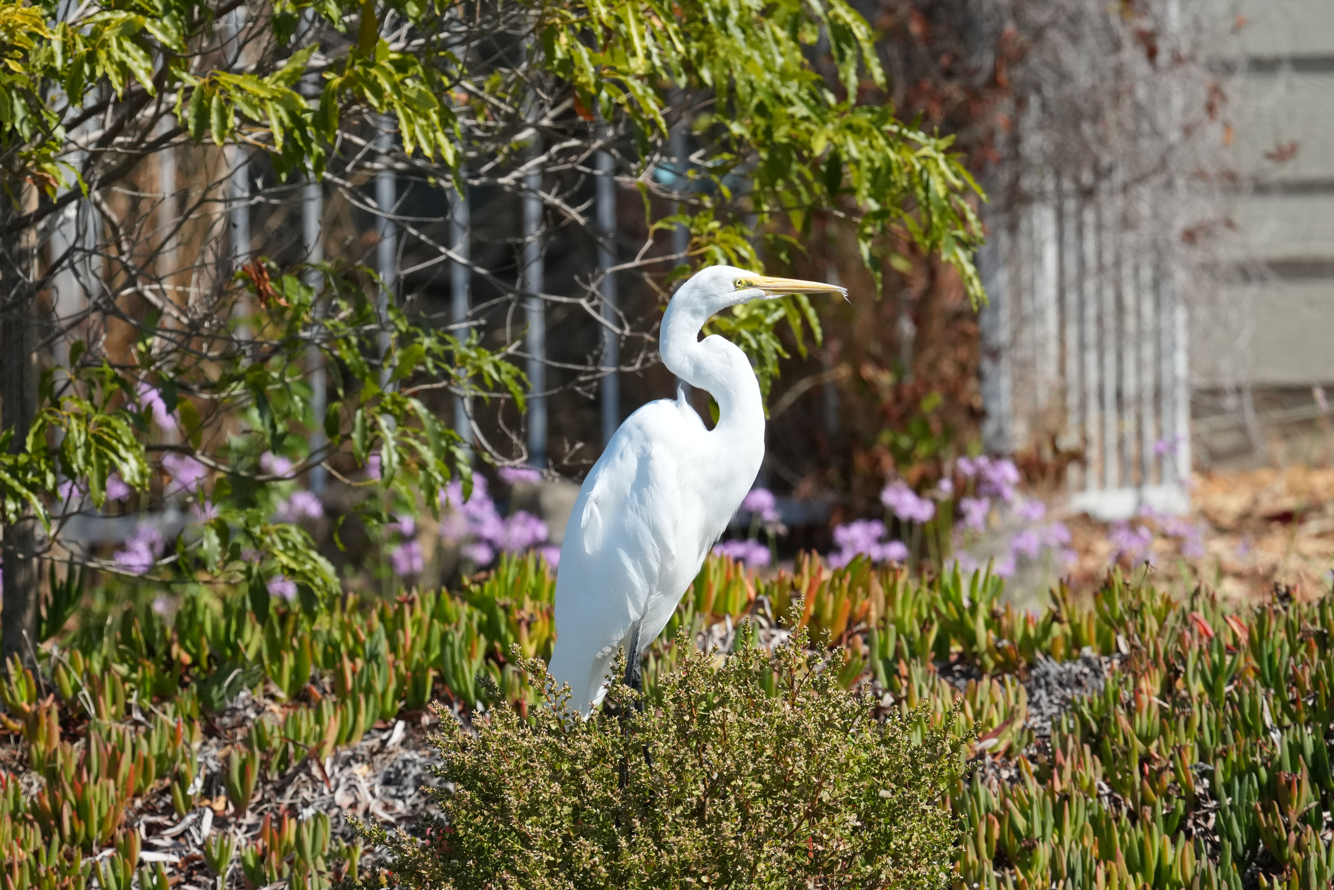 Redwood Shores Loop Trail