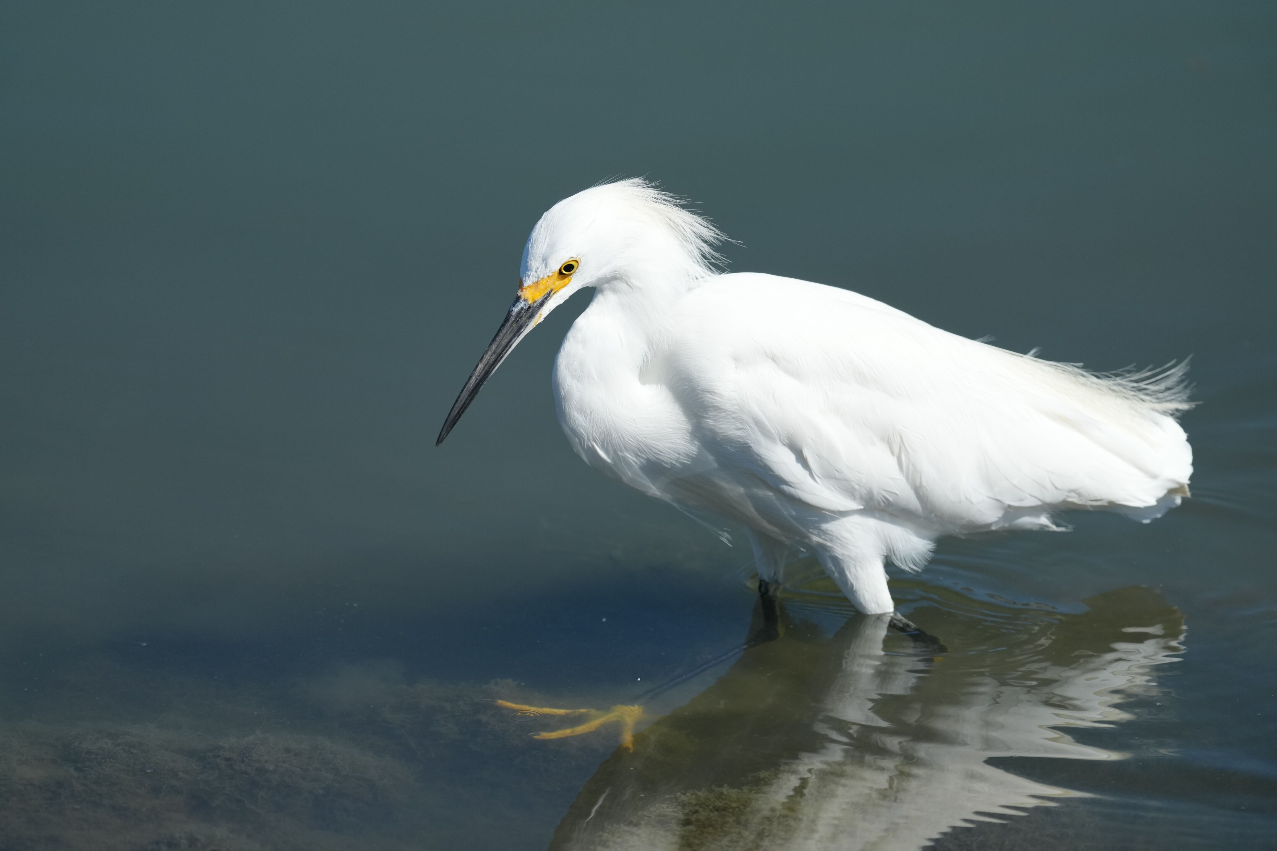 Redwood Shores Loop Trail