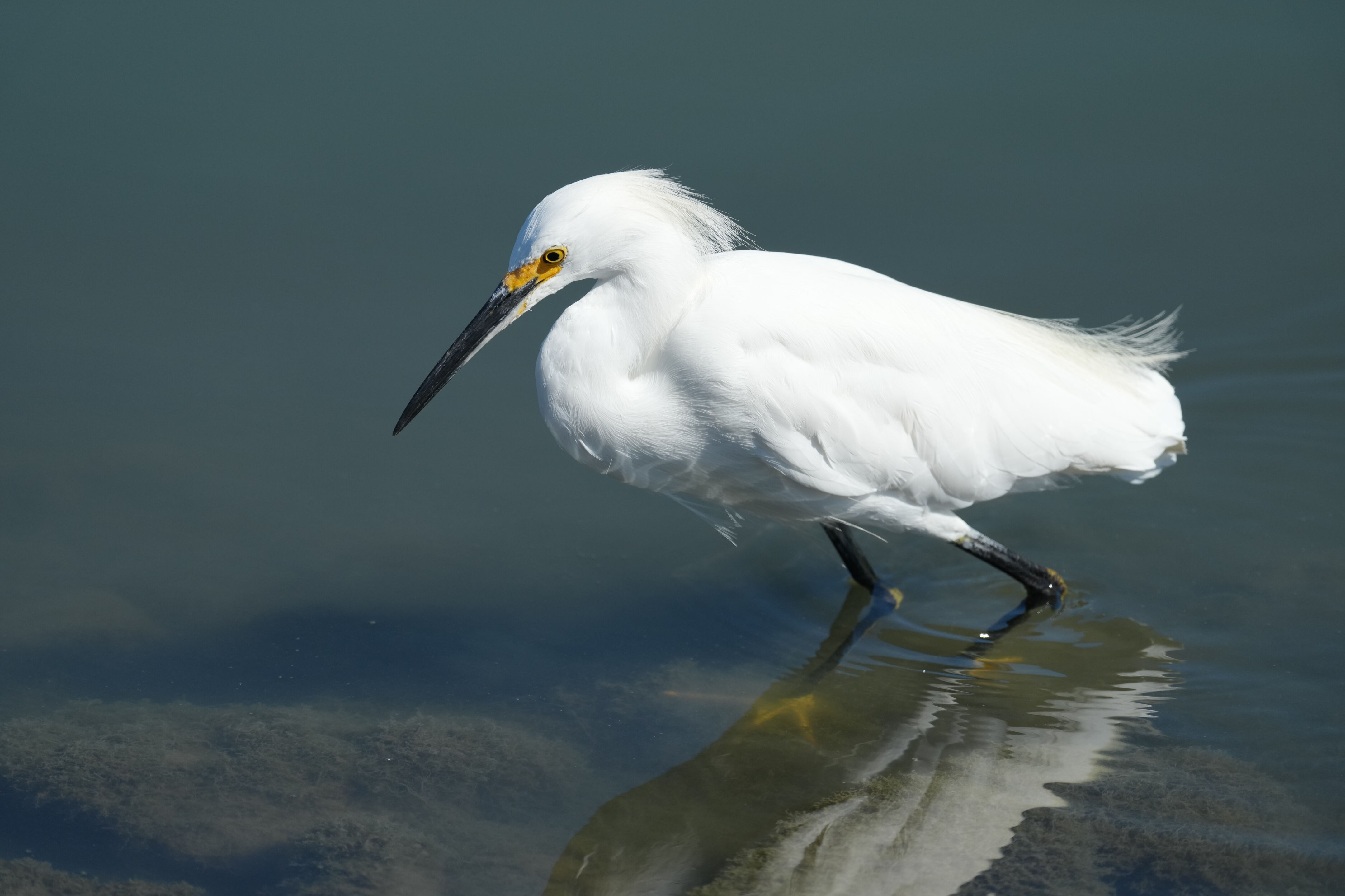 Redwood Shores Loop Trail