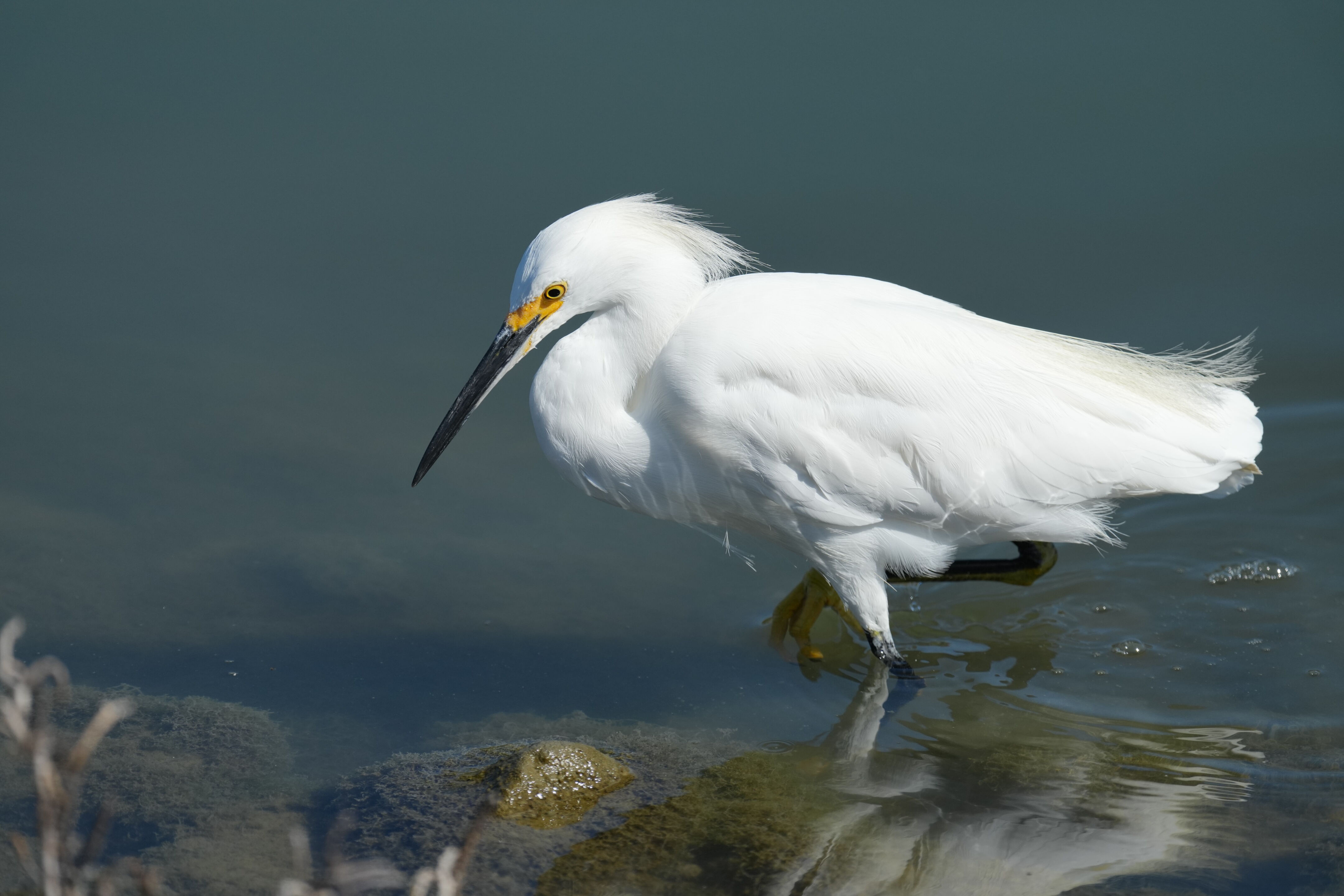 Redwood Shores Loop Trail