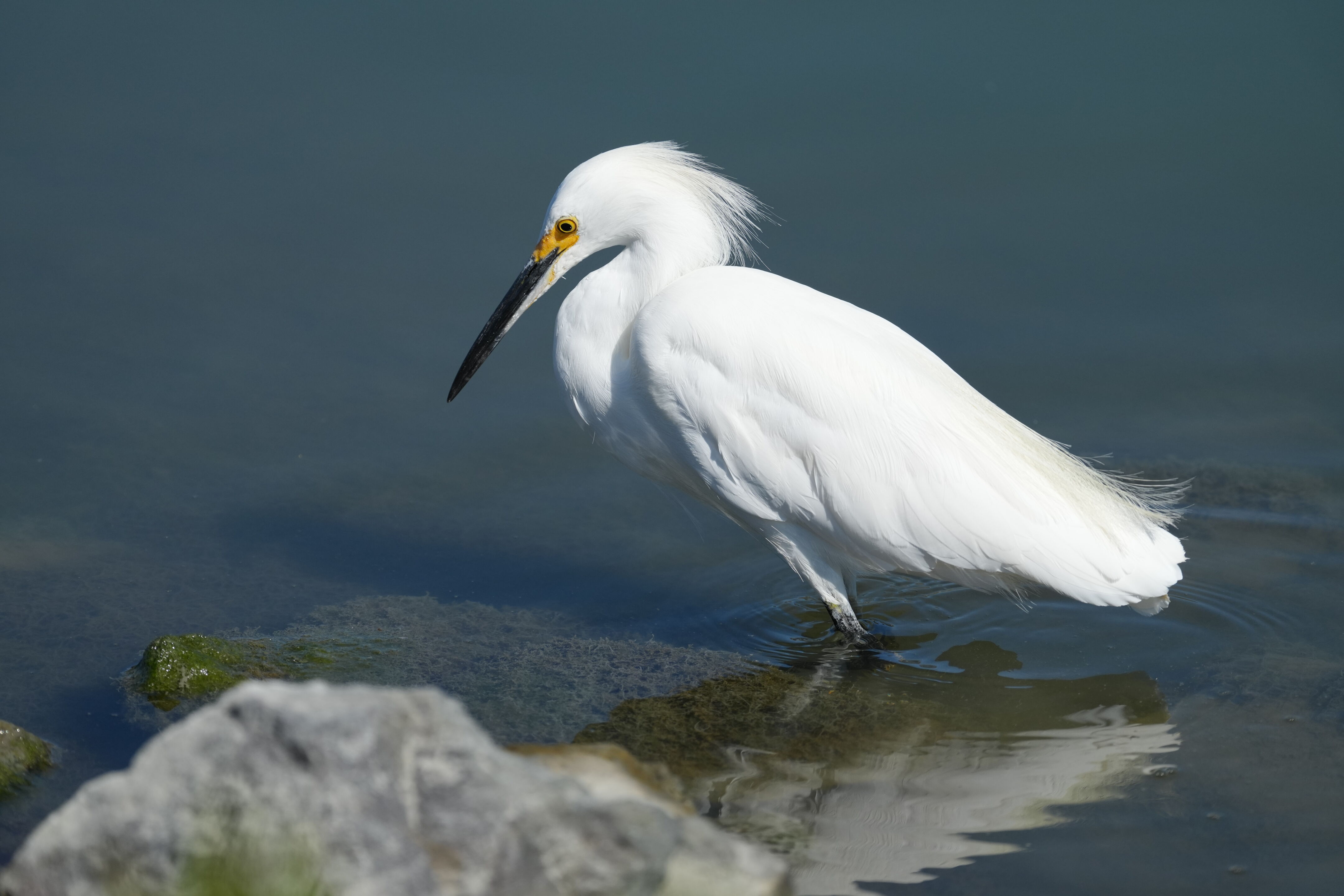 Redwood Shores Loop Trail