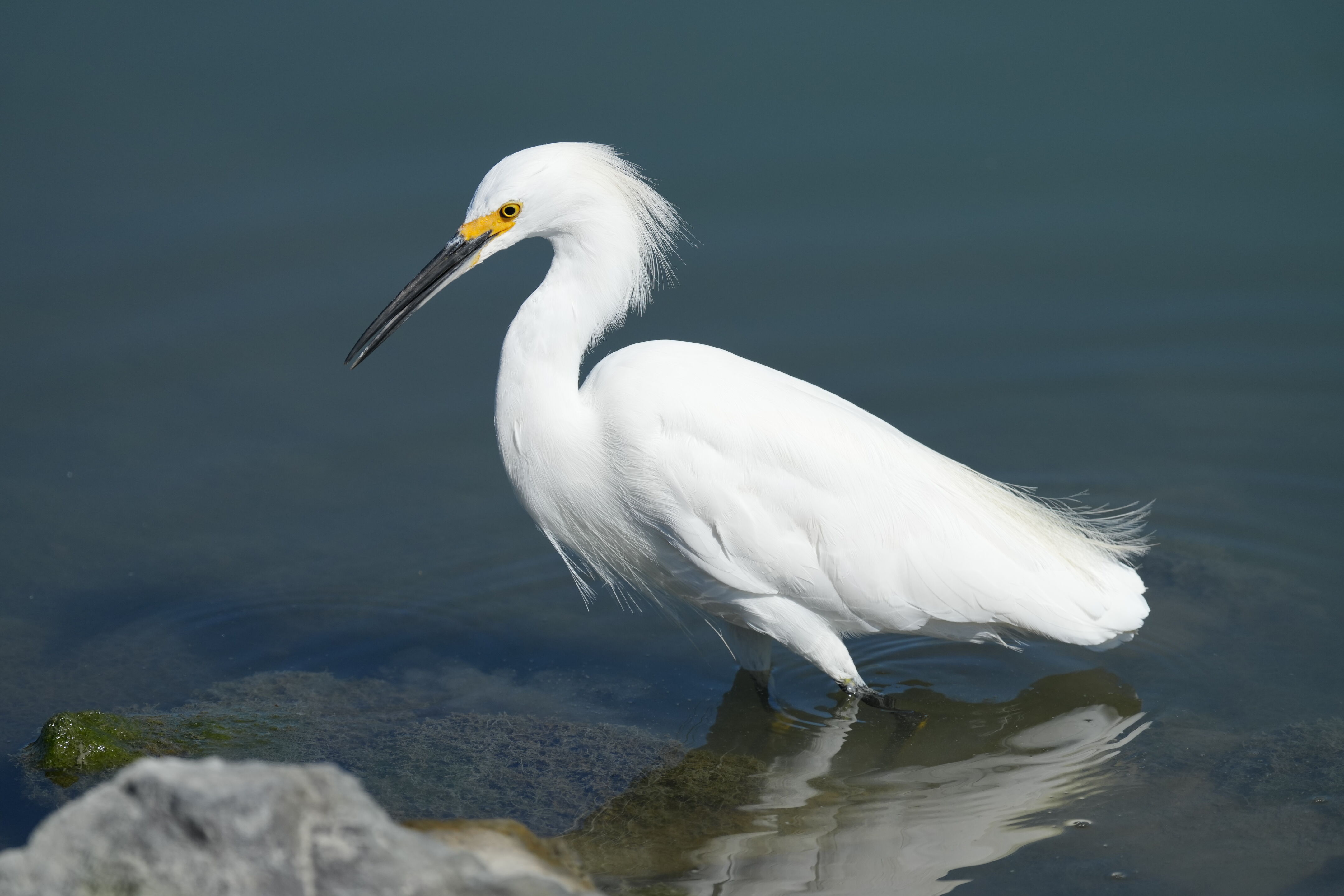 Redwood Shores Loop Trail