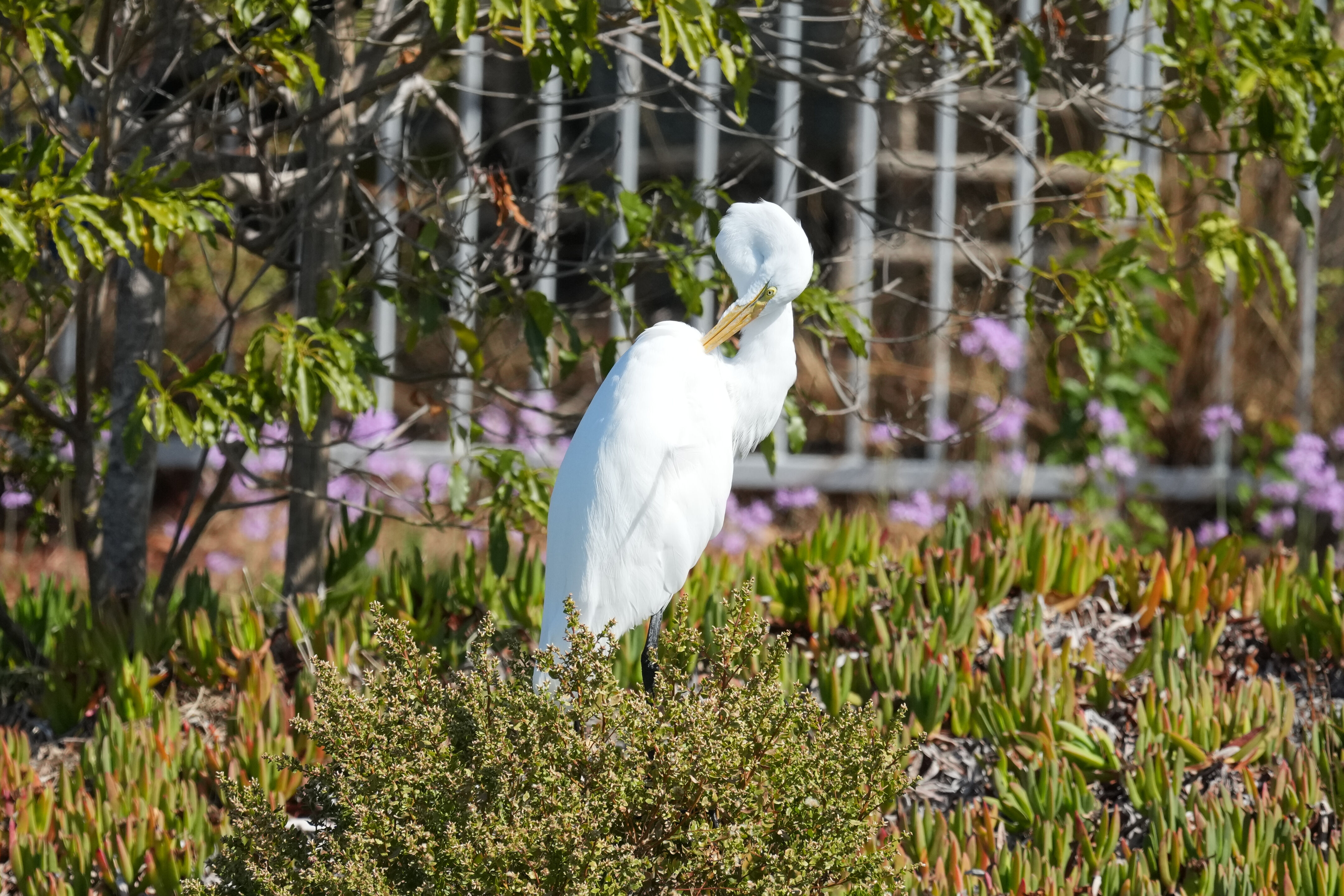 Redwood Shores Loop Trail