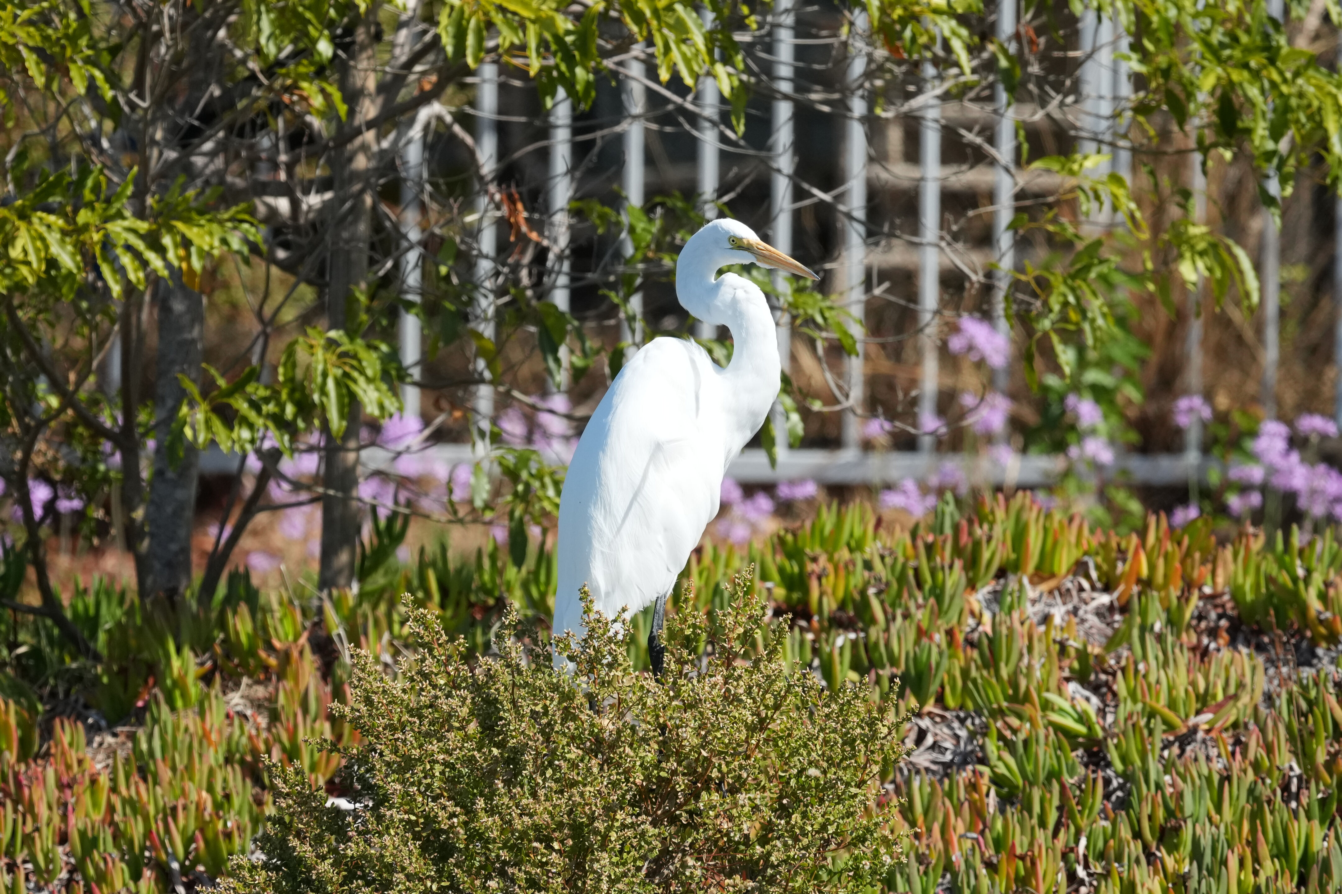 Redwood Shores Loop Trail