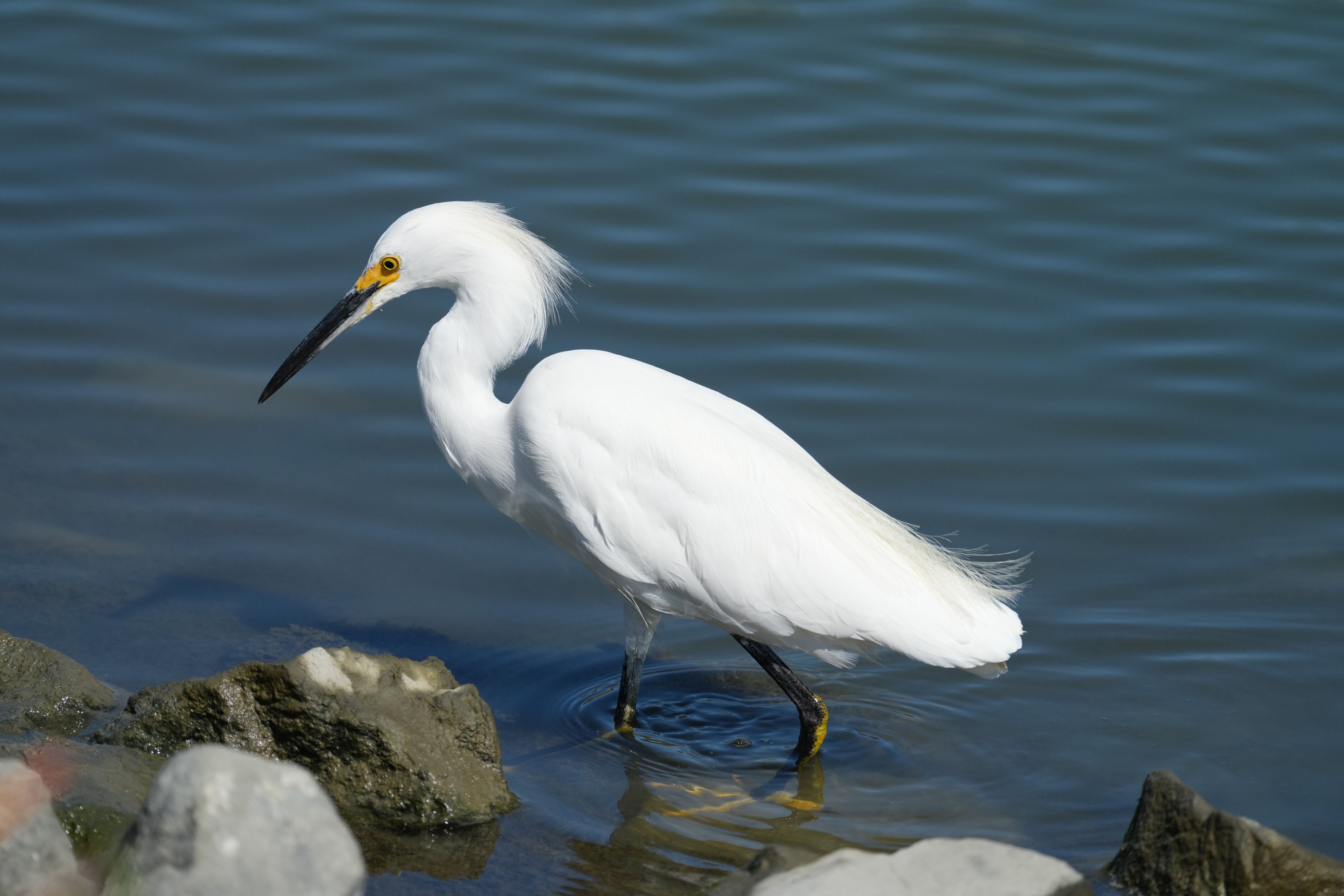 Redwood Shores Loop Trail