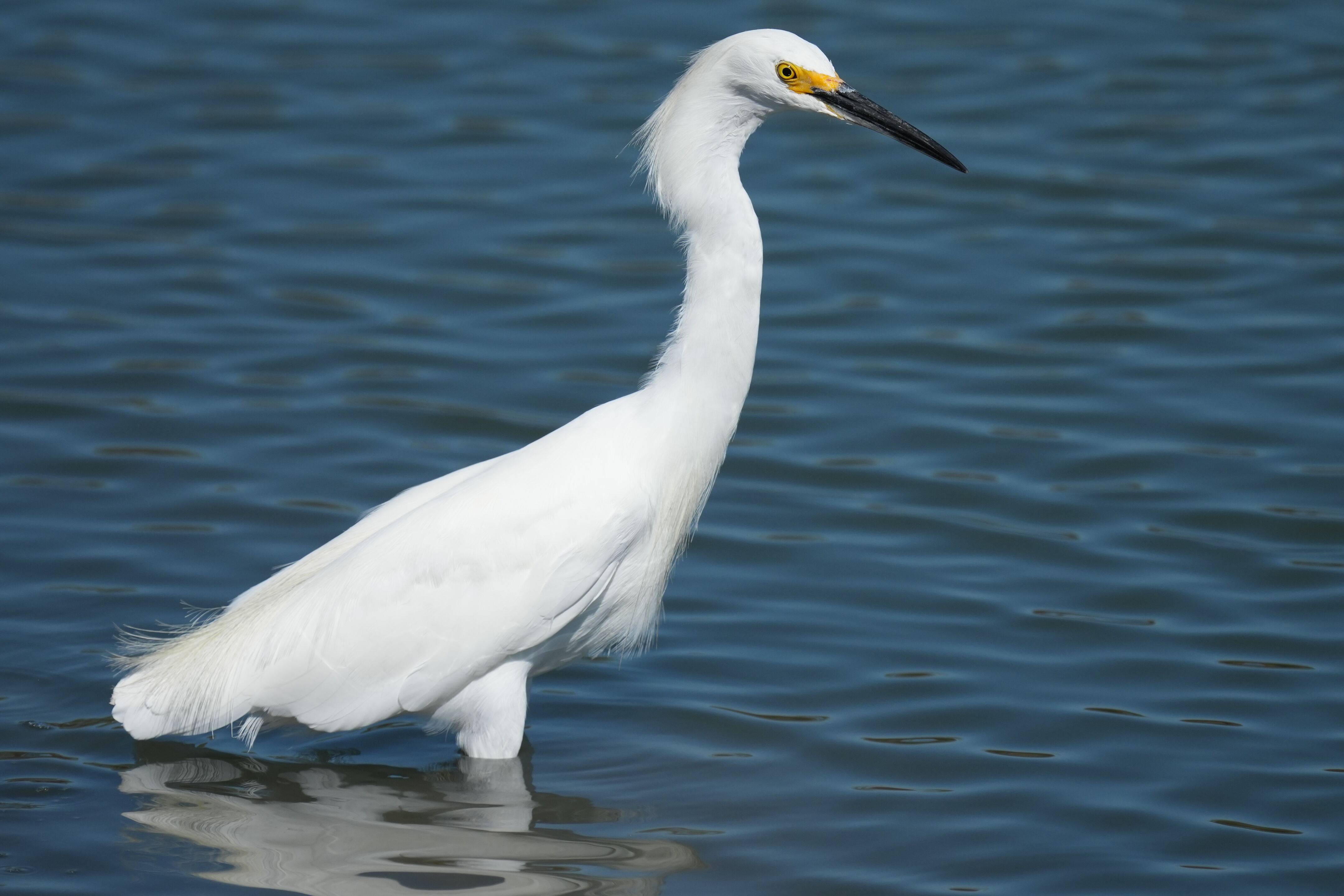 Redwood Shores Loop Trail