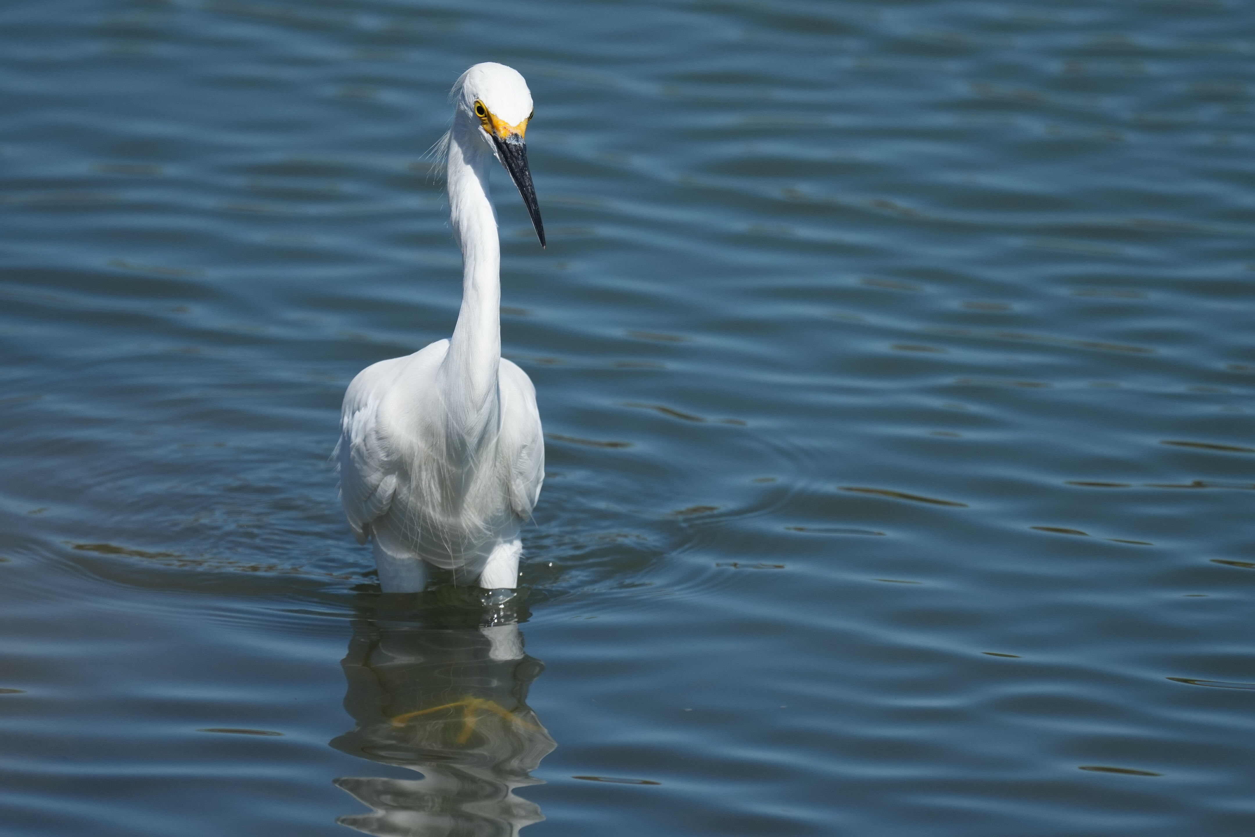 Redwood Shores Loop Trail