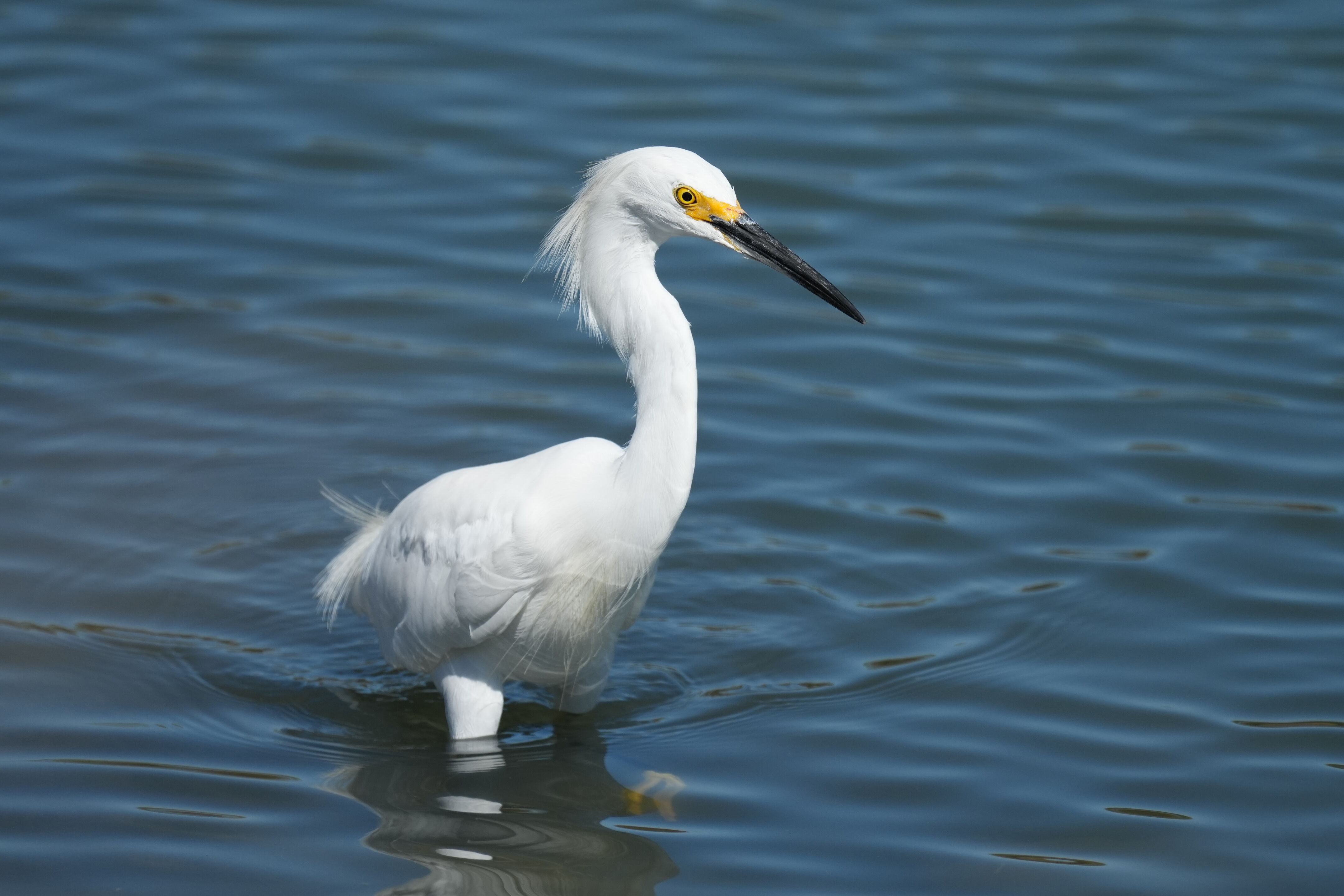 Redwood Shores Loop Trail