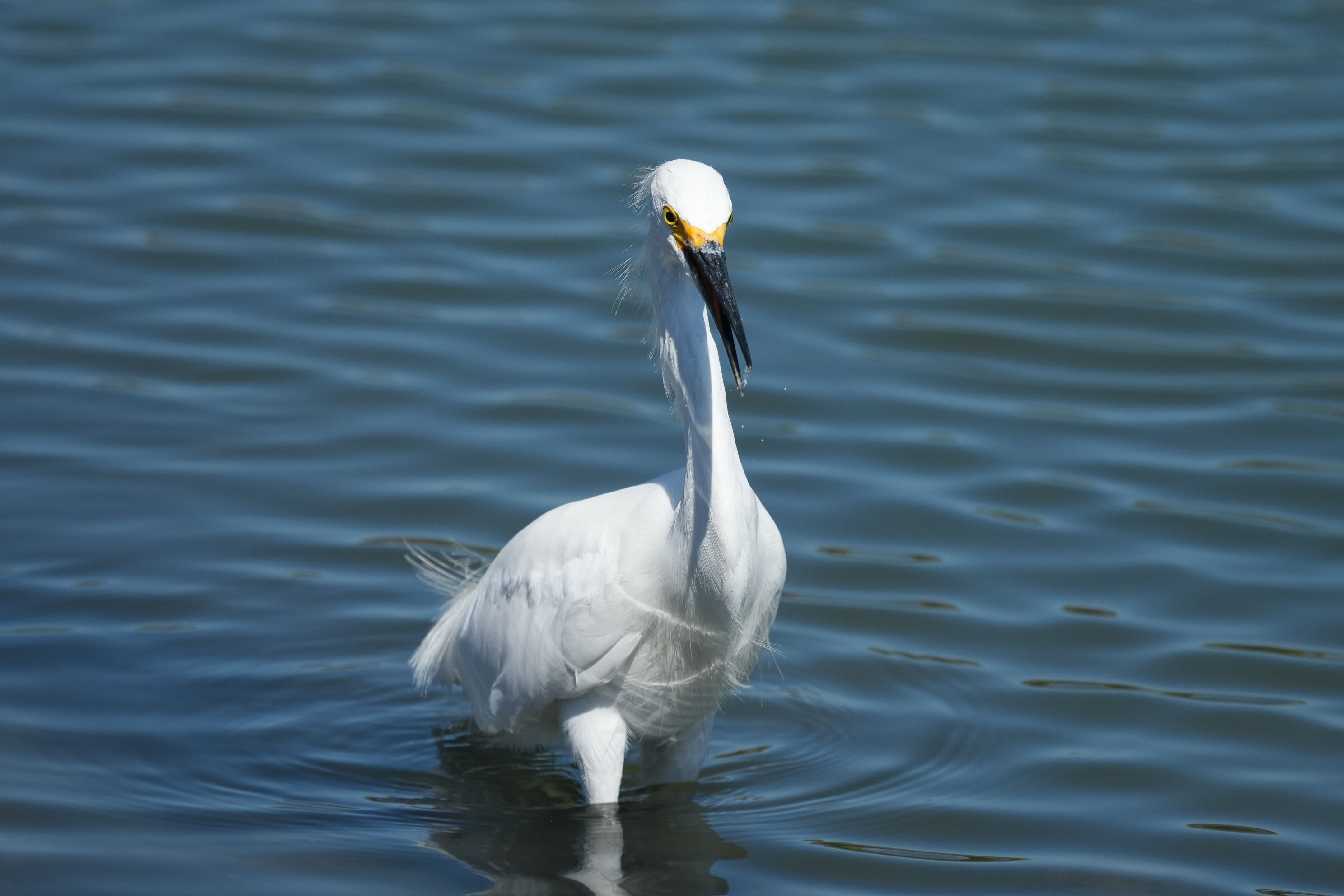 Redwood Shores Loop Trail