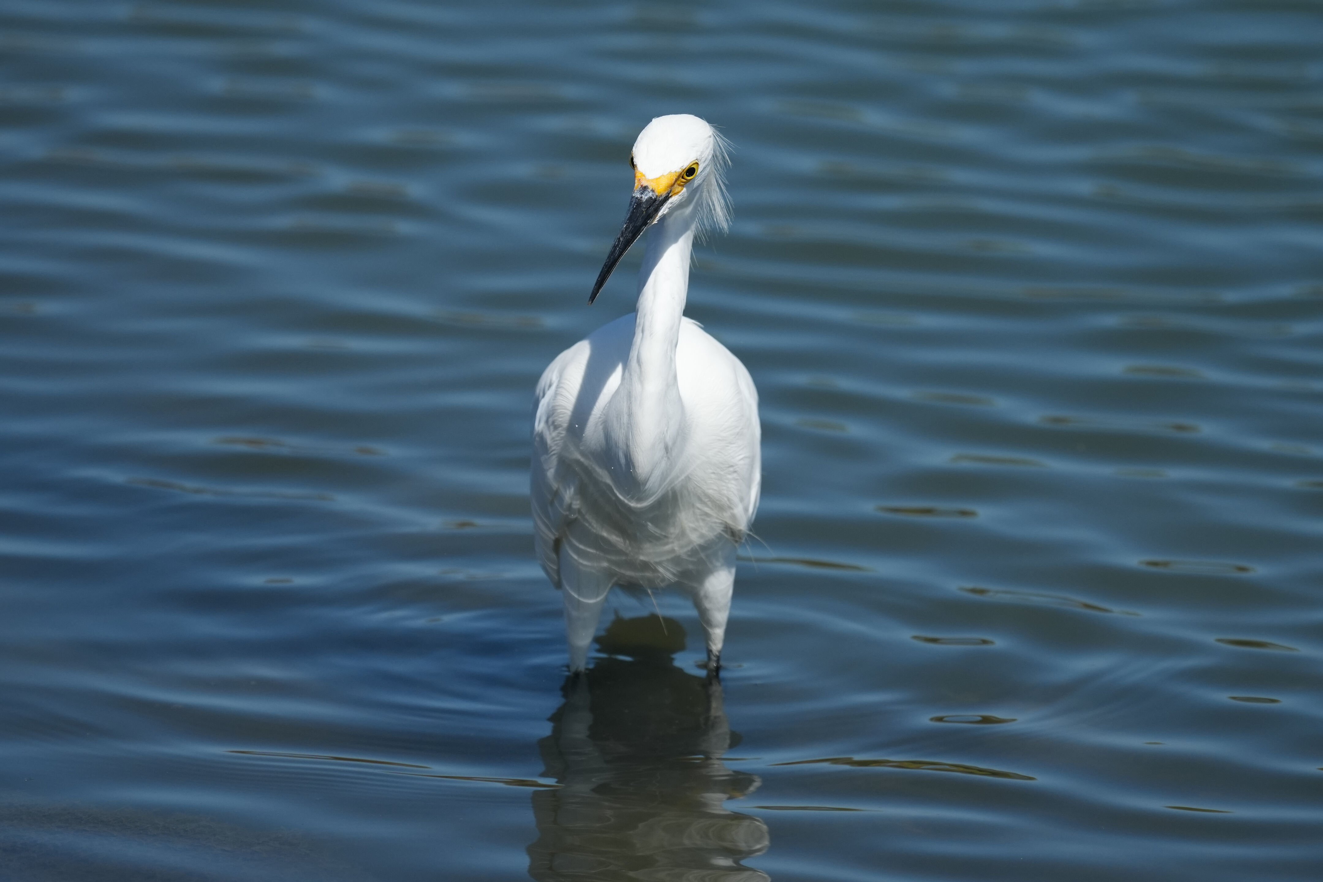 Redwood Shores Loop Trail