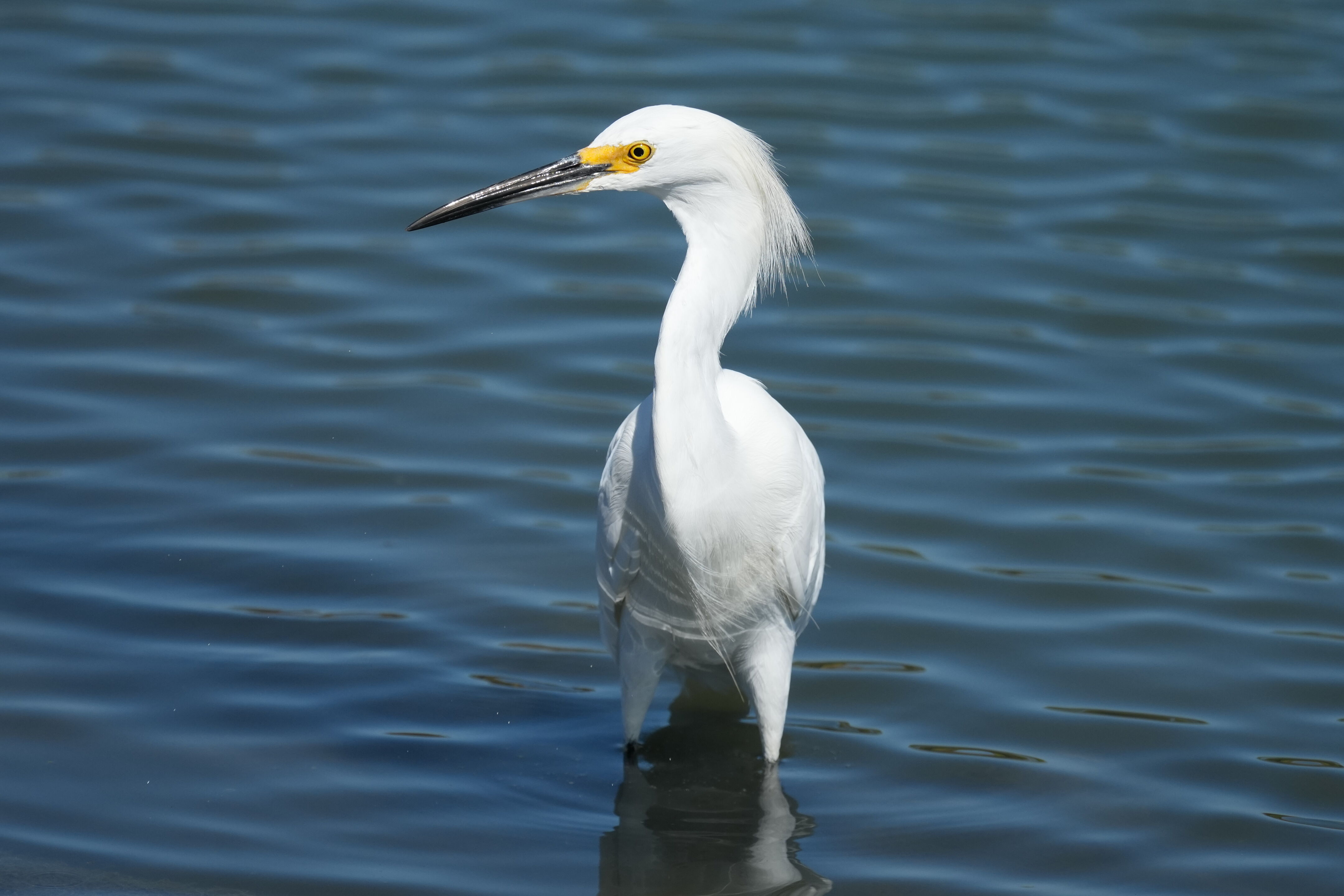 Redwood Shores Loop Trail